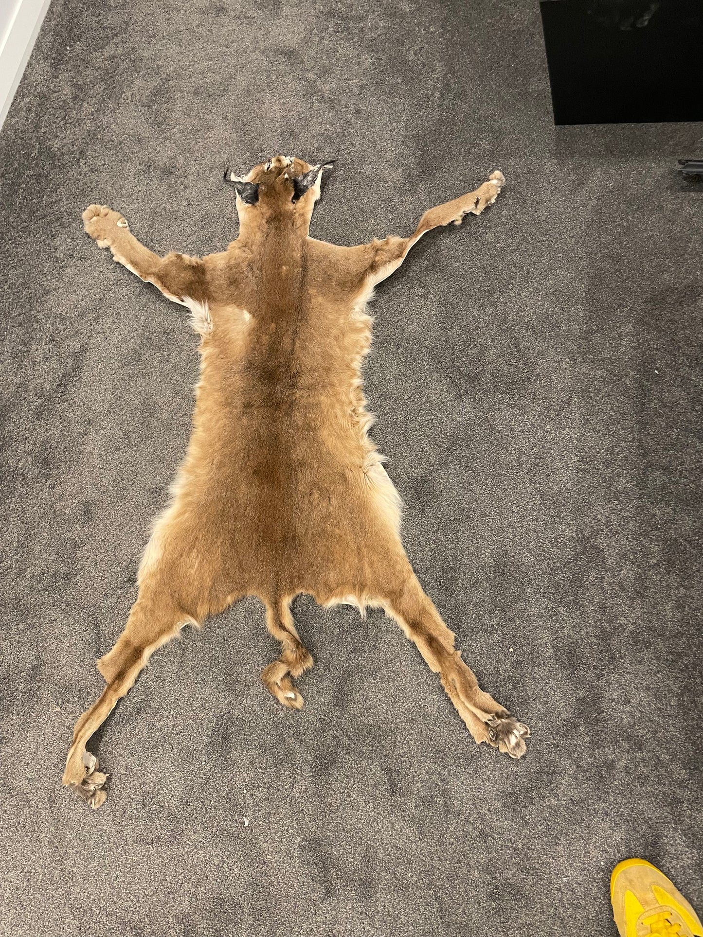 Caracal Skin