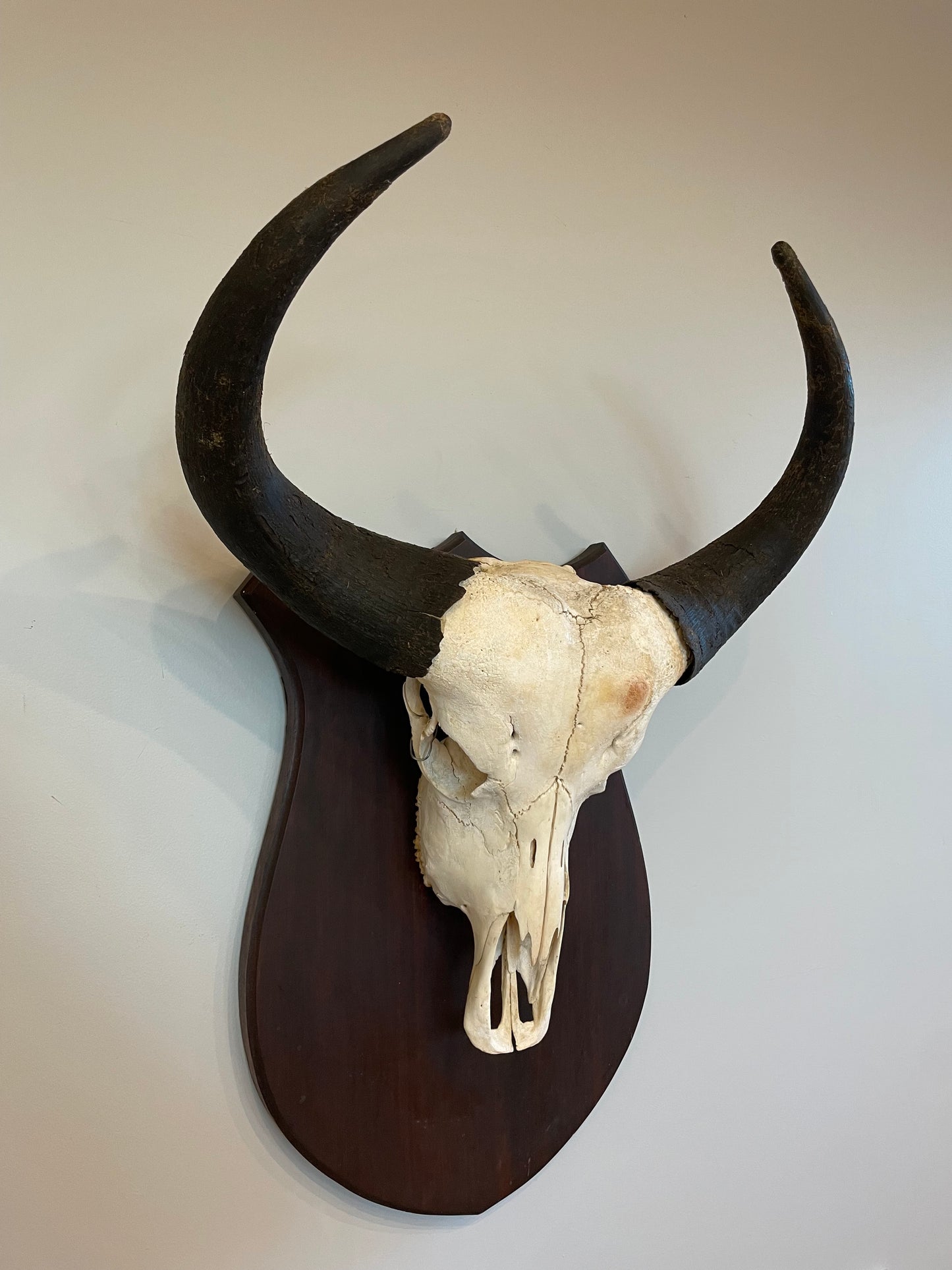 Cape Buffalo Euro Mount