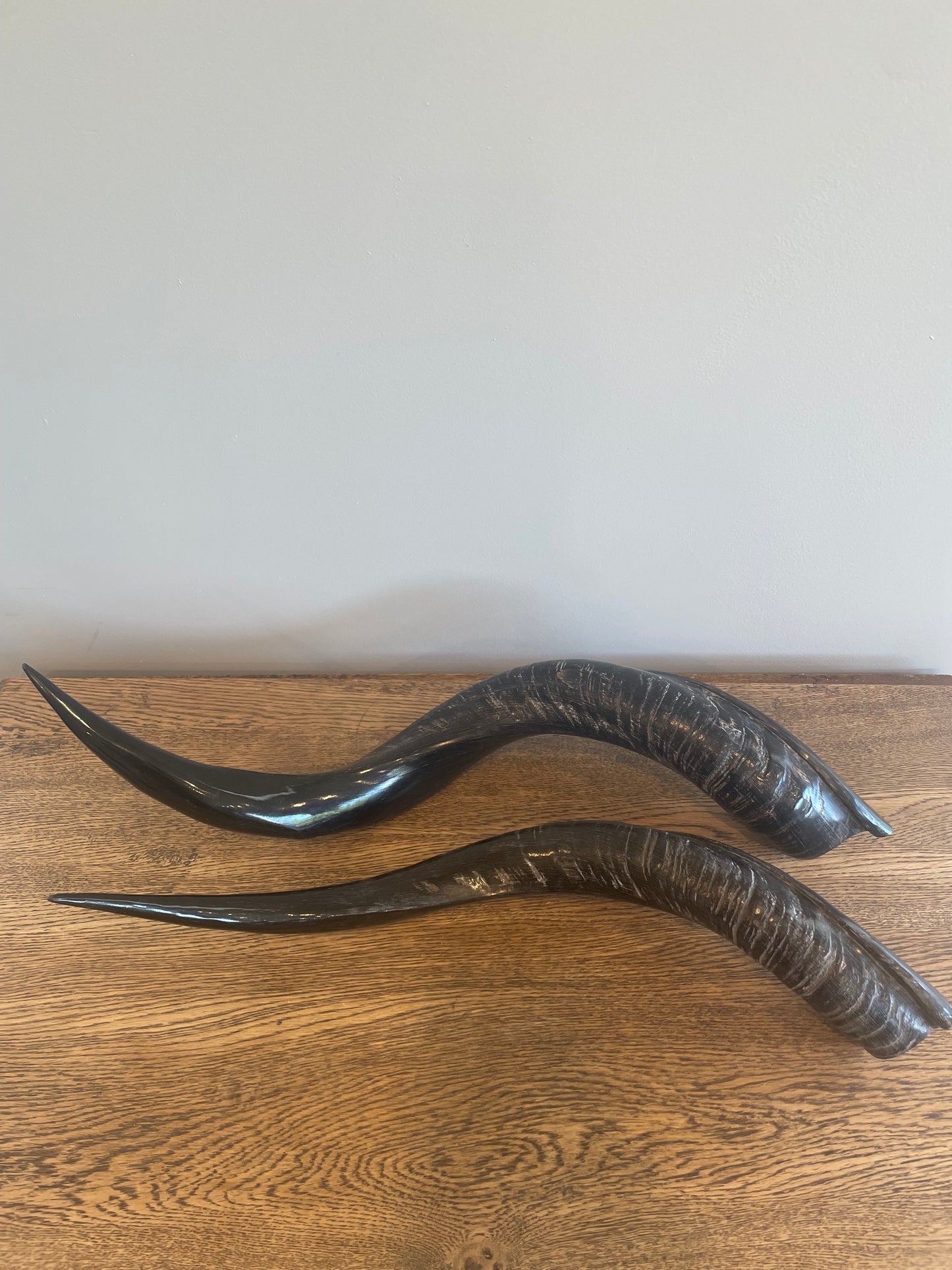 Polished Kudu Horn