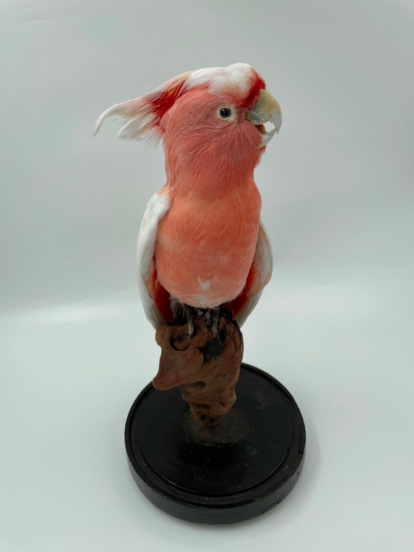 Pink Cockatoo in Antique Glass Dome