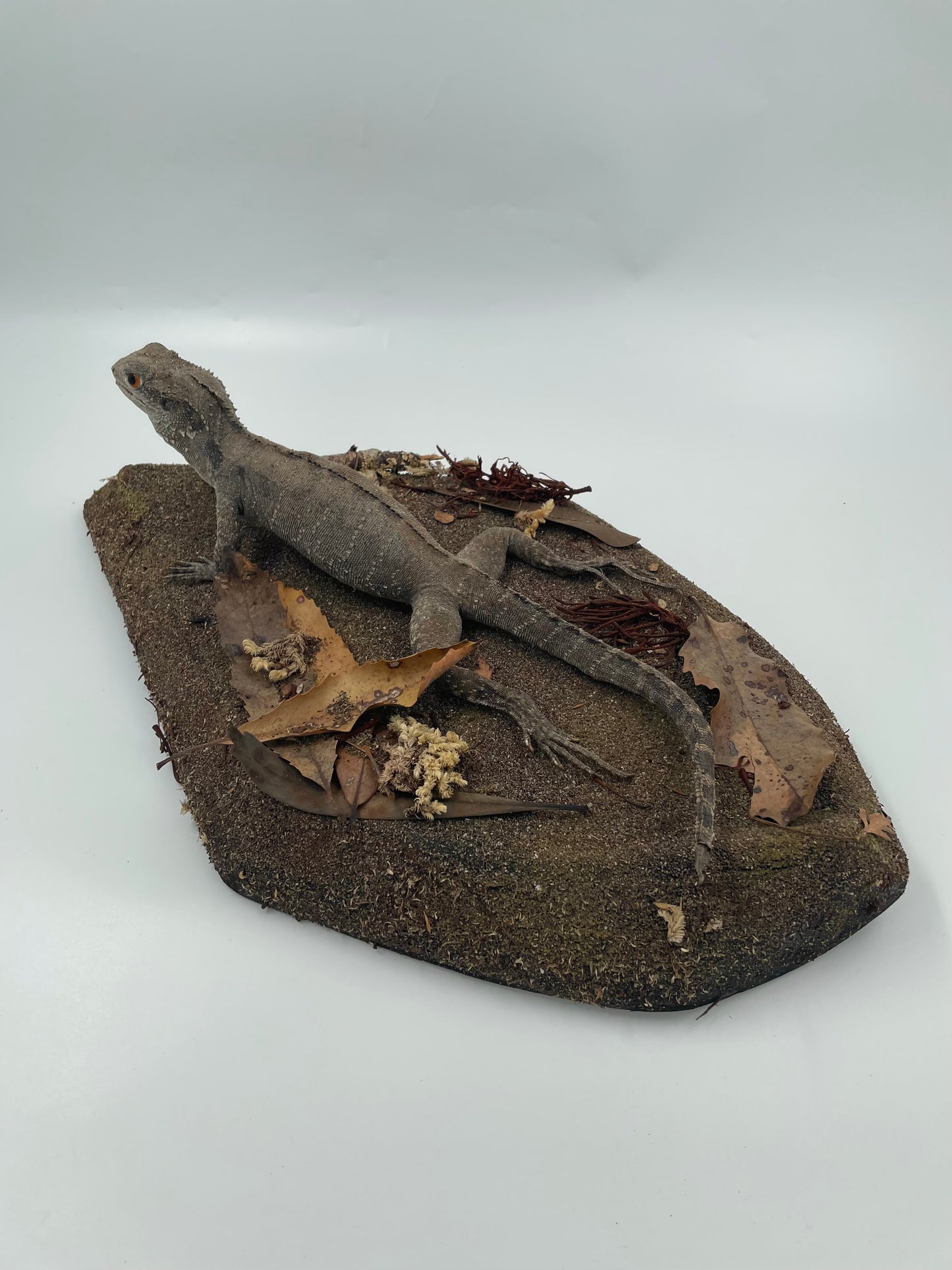 Lizard