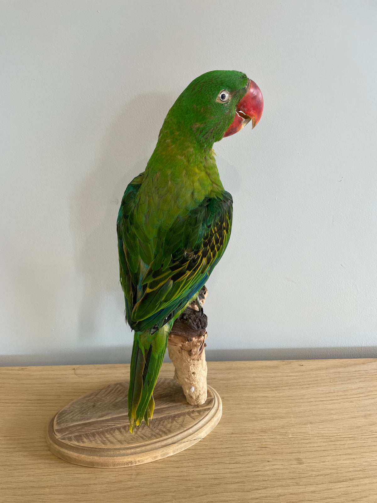 Great-Billed Parrot