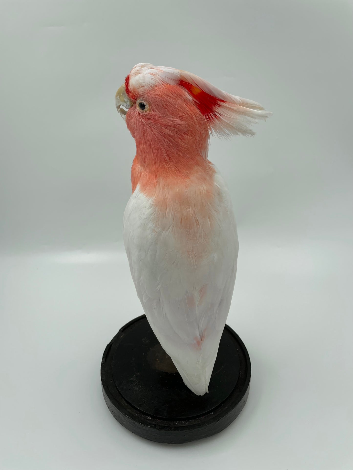 Pink Cockatoo in Antique Glass Dome