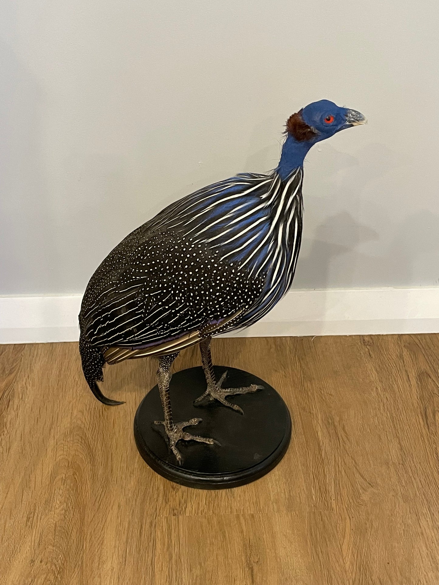 Vulturine Guinea Fowl