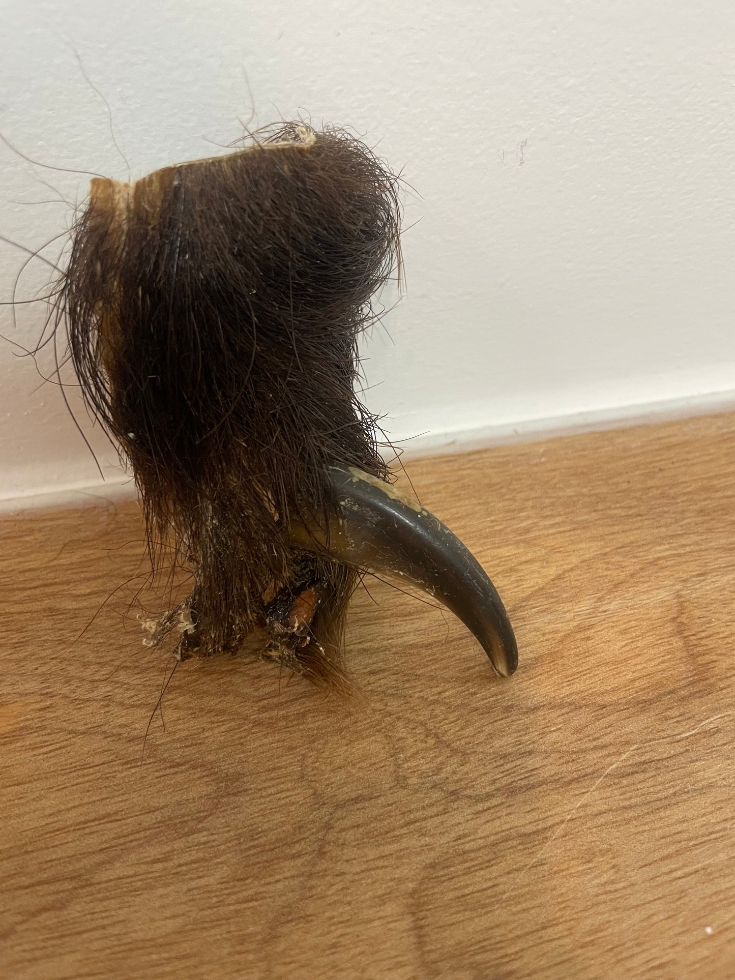 Brown Bear Front Claw