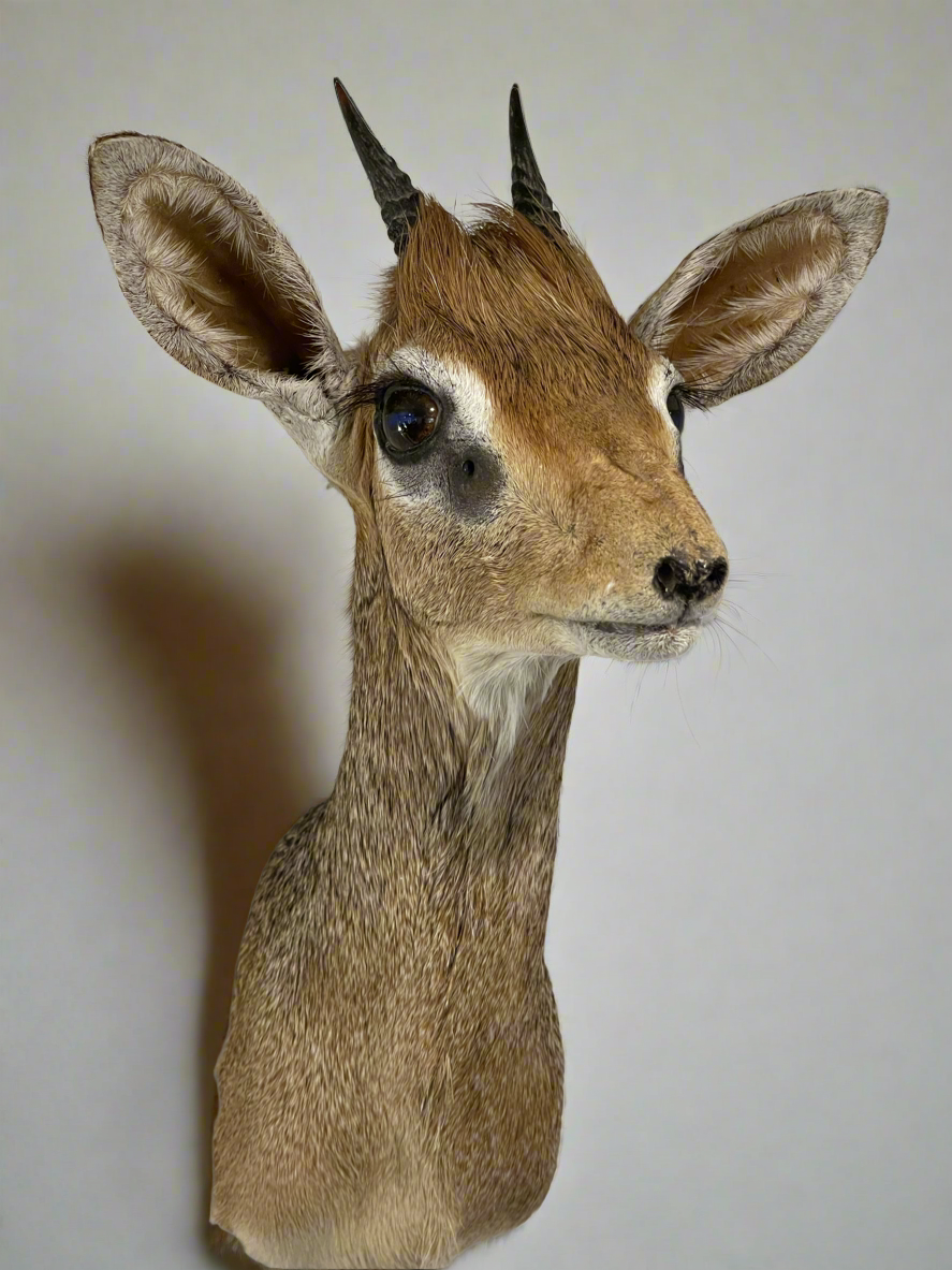 Dik-Dik