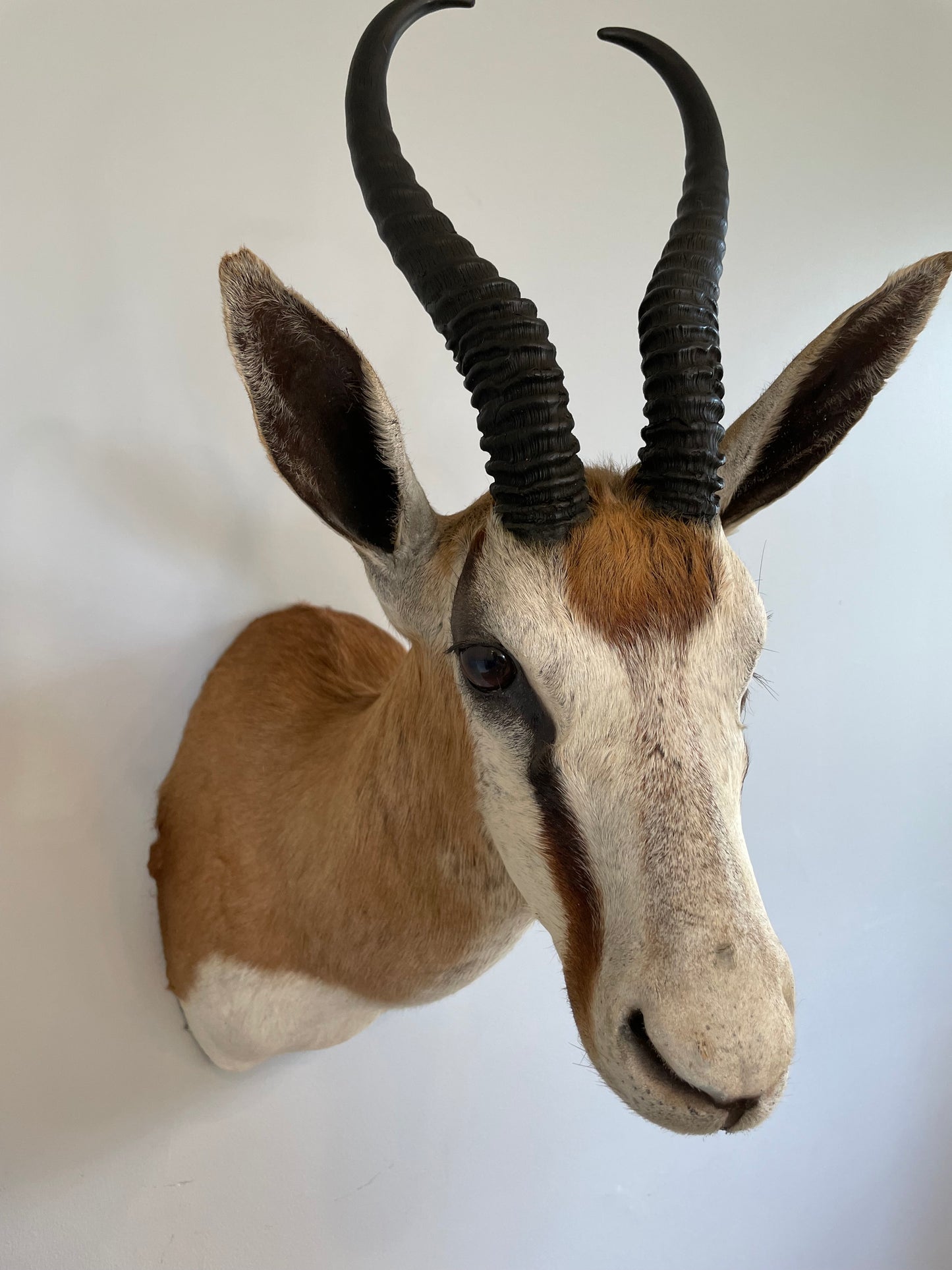 Springbok