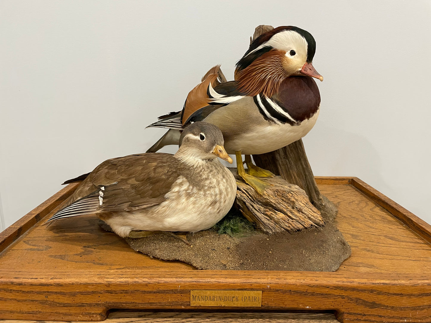 Pair of Mandarin Ducks