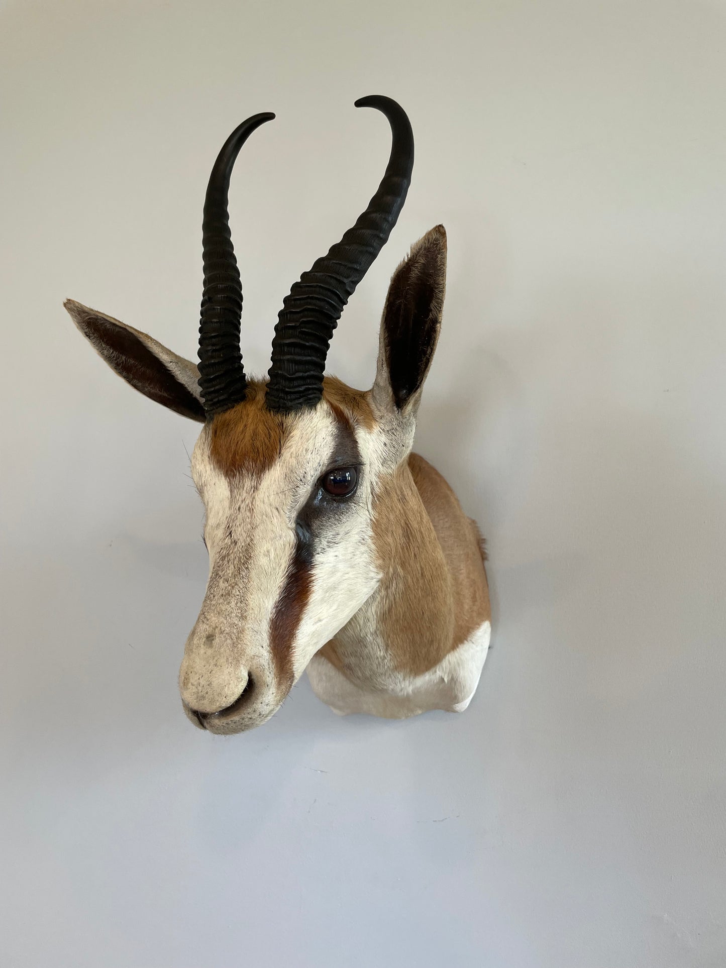 Springbok