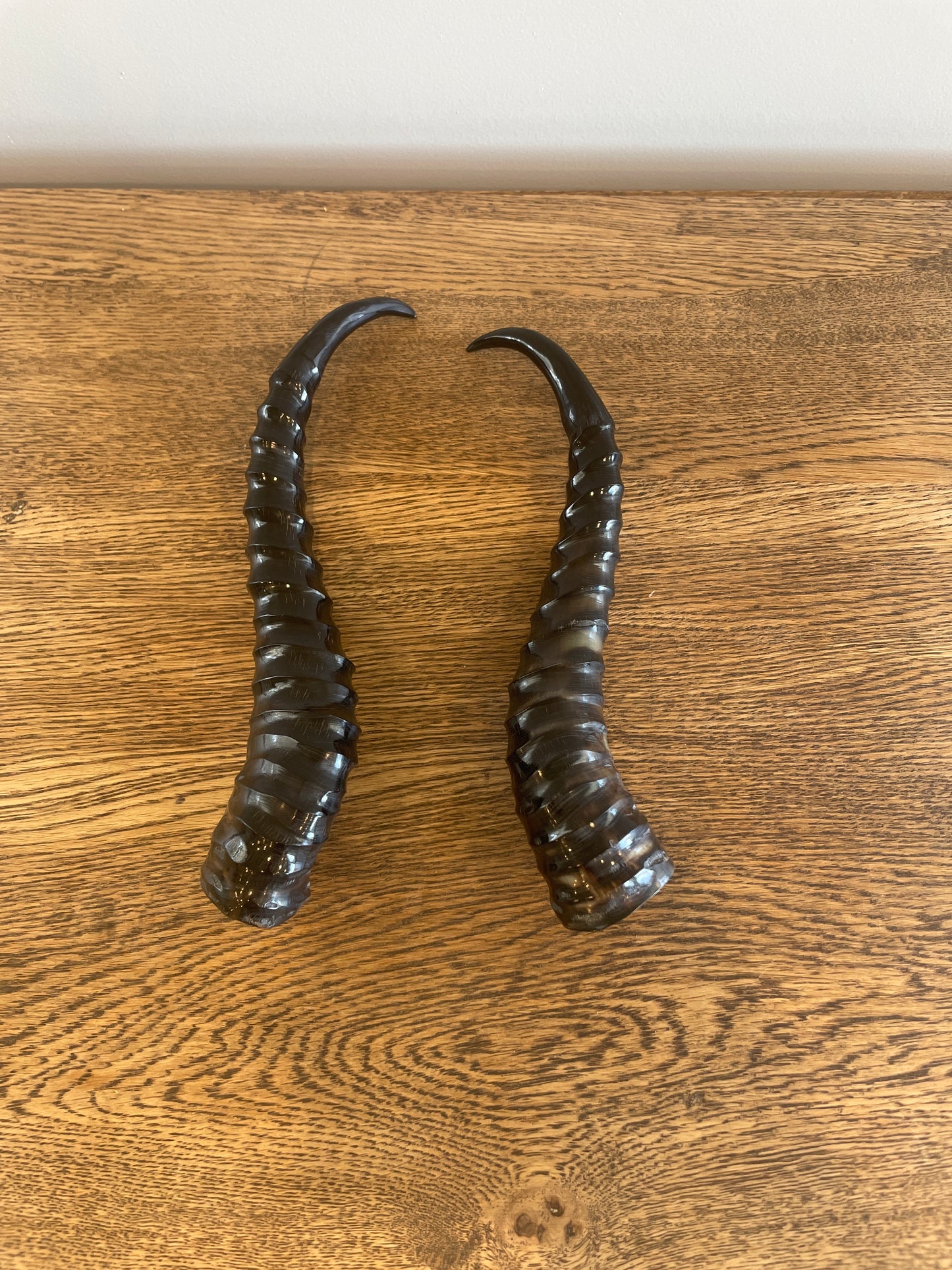 Springbok Polished Horns