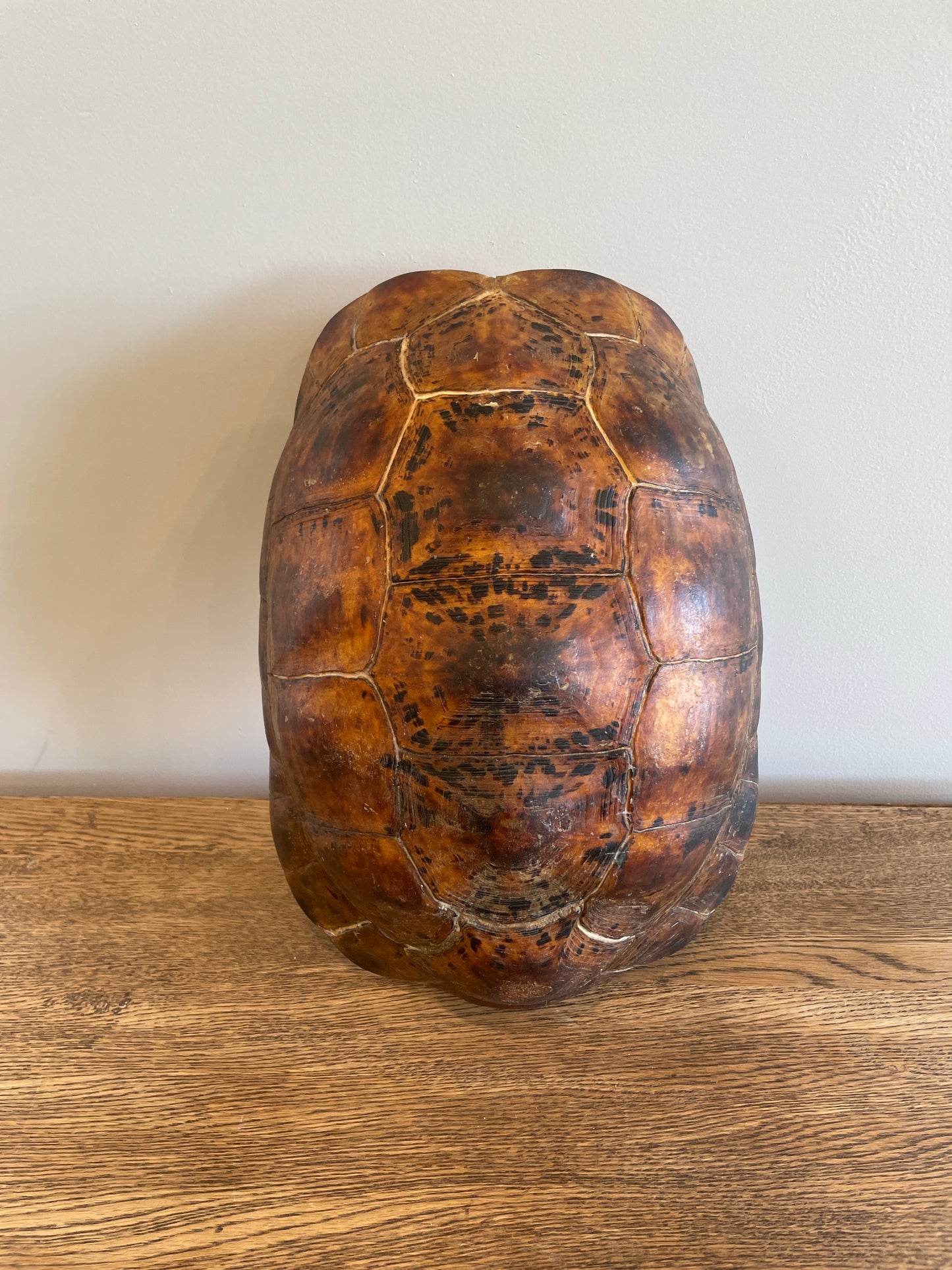 Dark Leopard Tortise Shell B