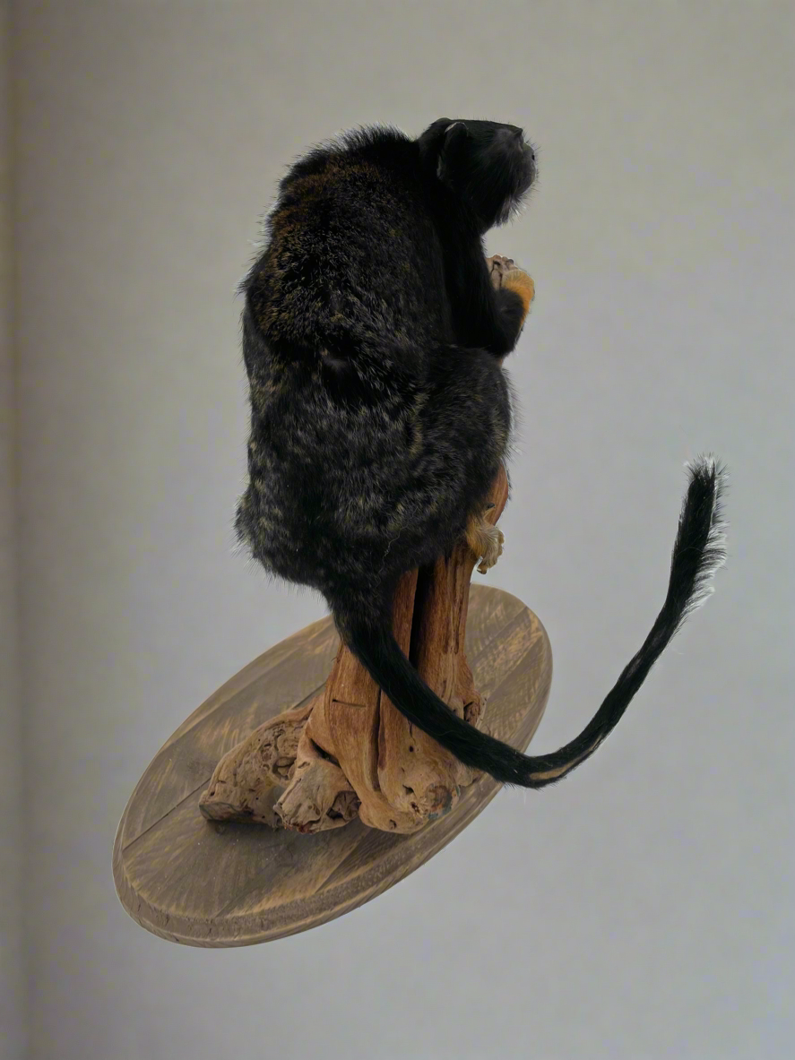 Golden Handed Tamarin