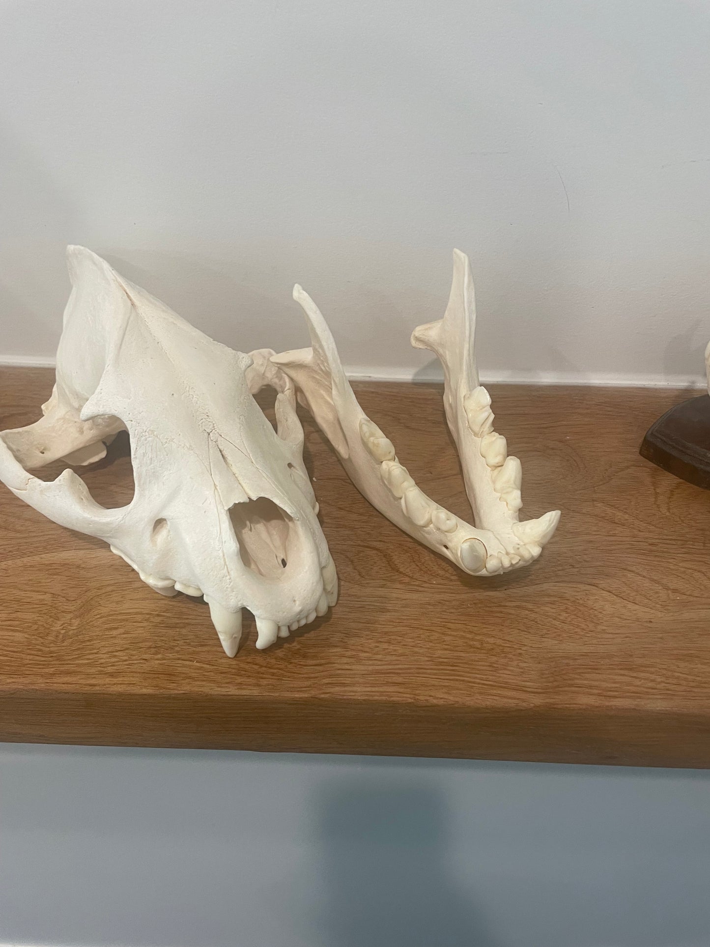Hyena Skull