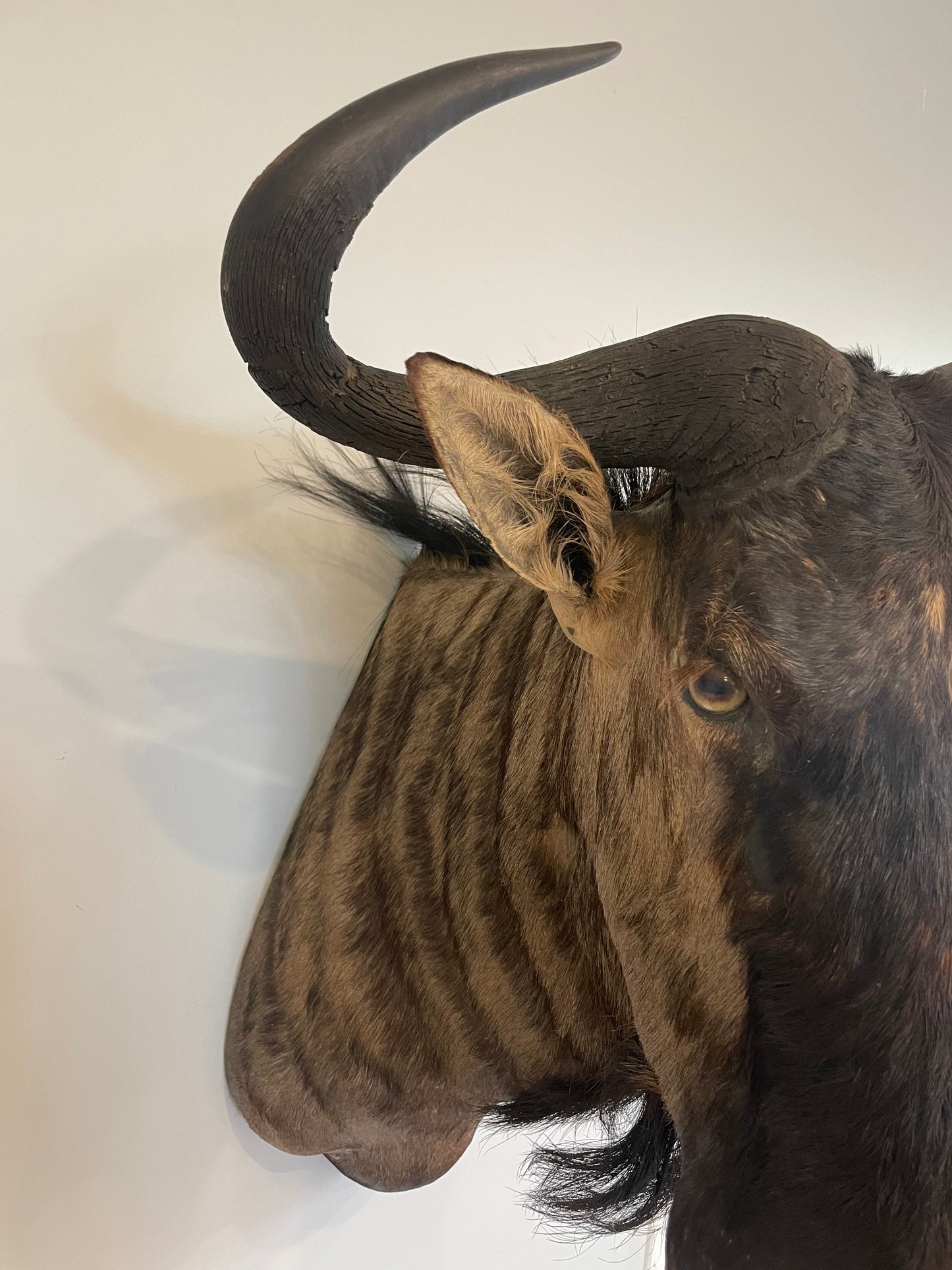 Blue Wildebeest