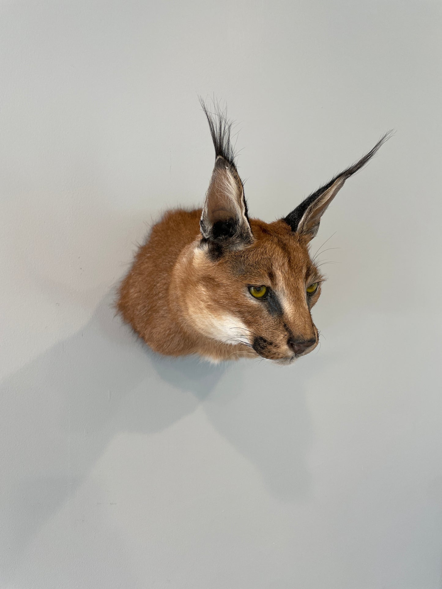 Caracal