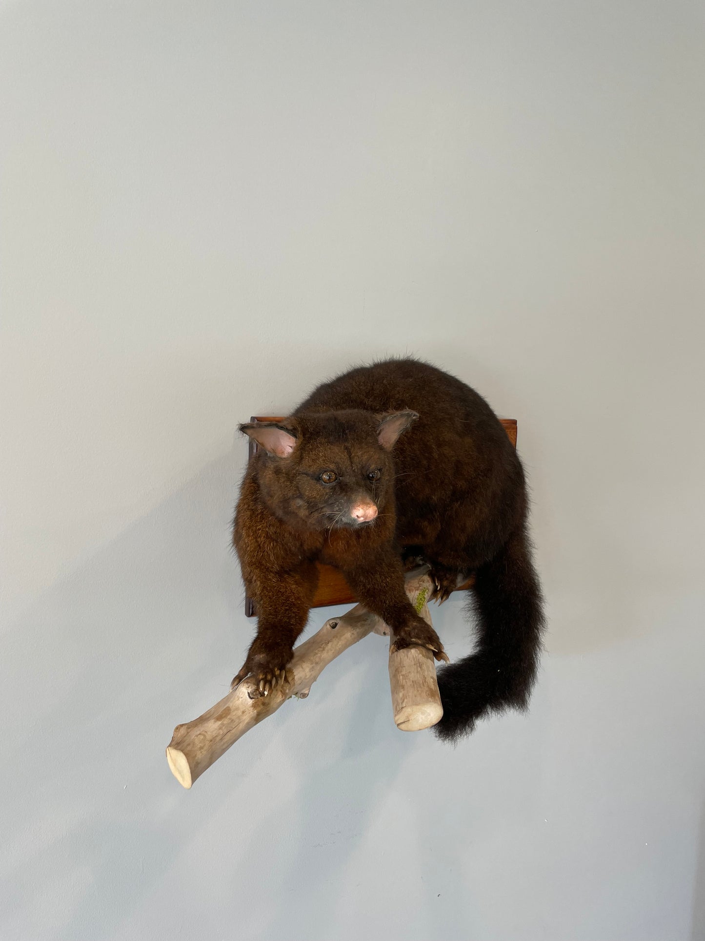 Possum