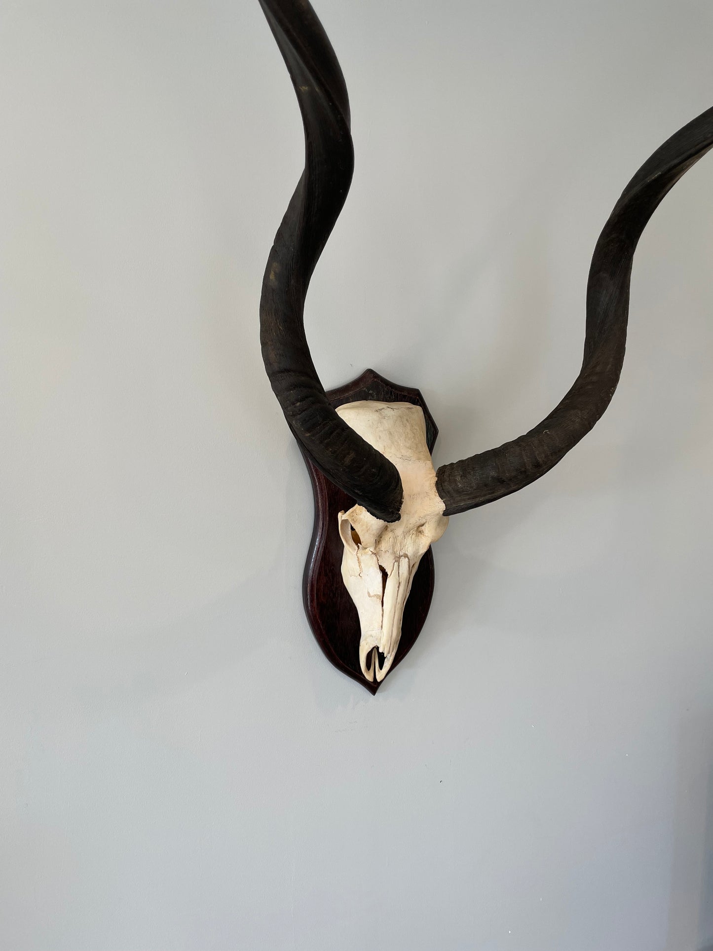 Kudu Euro Mount