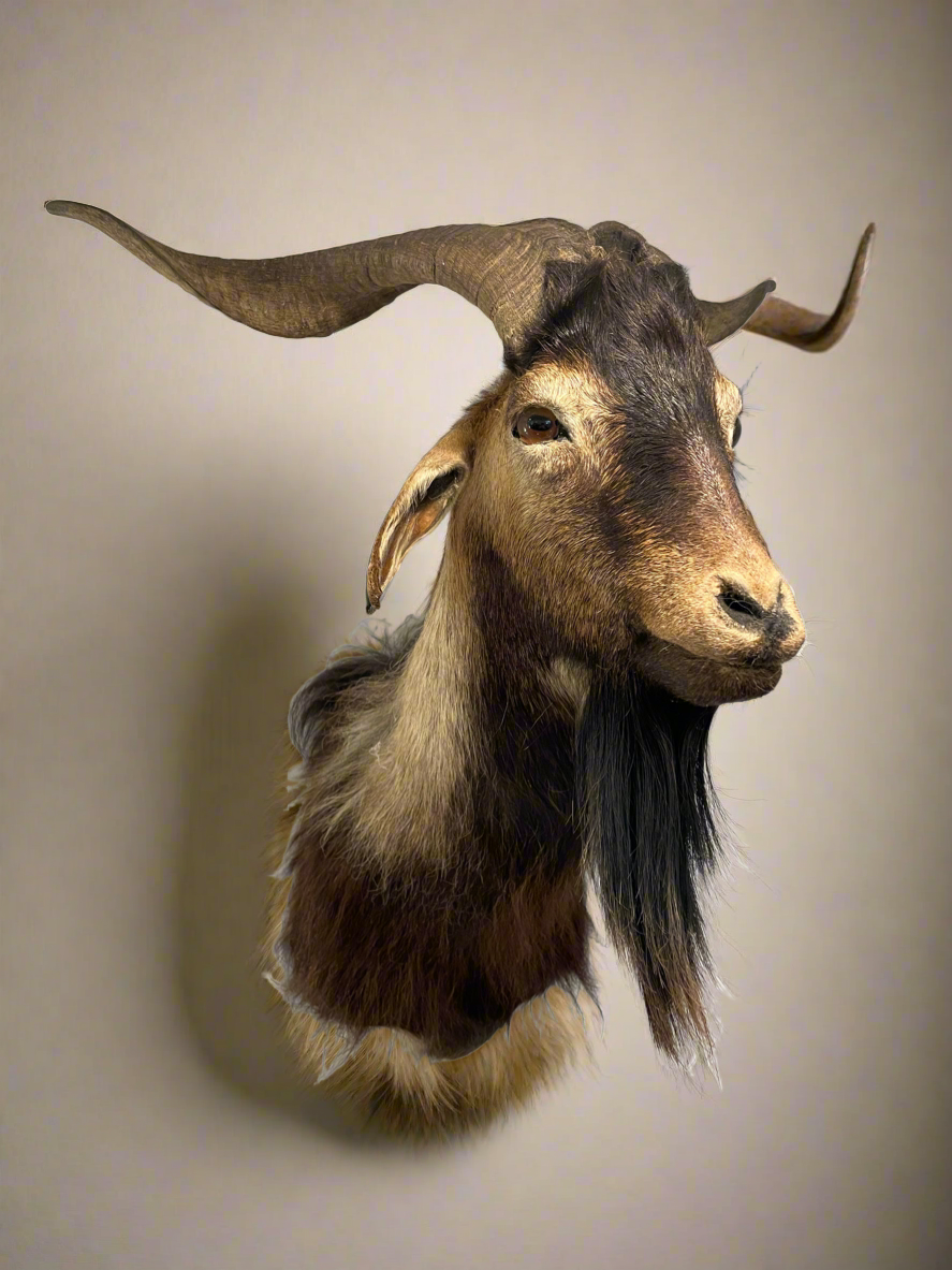 Arapawa goat shoulder mount