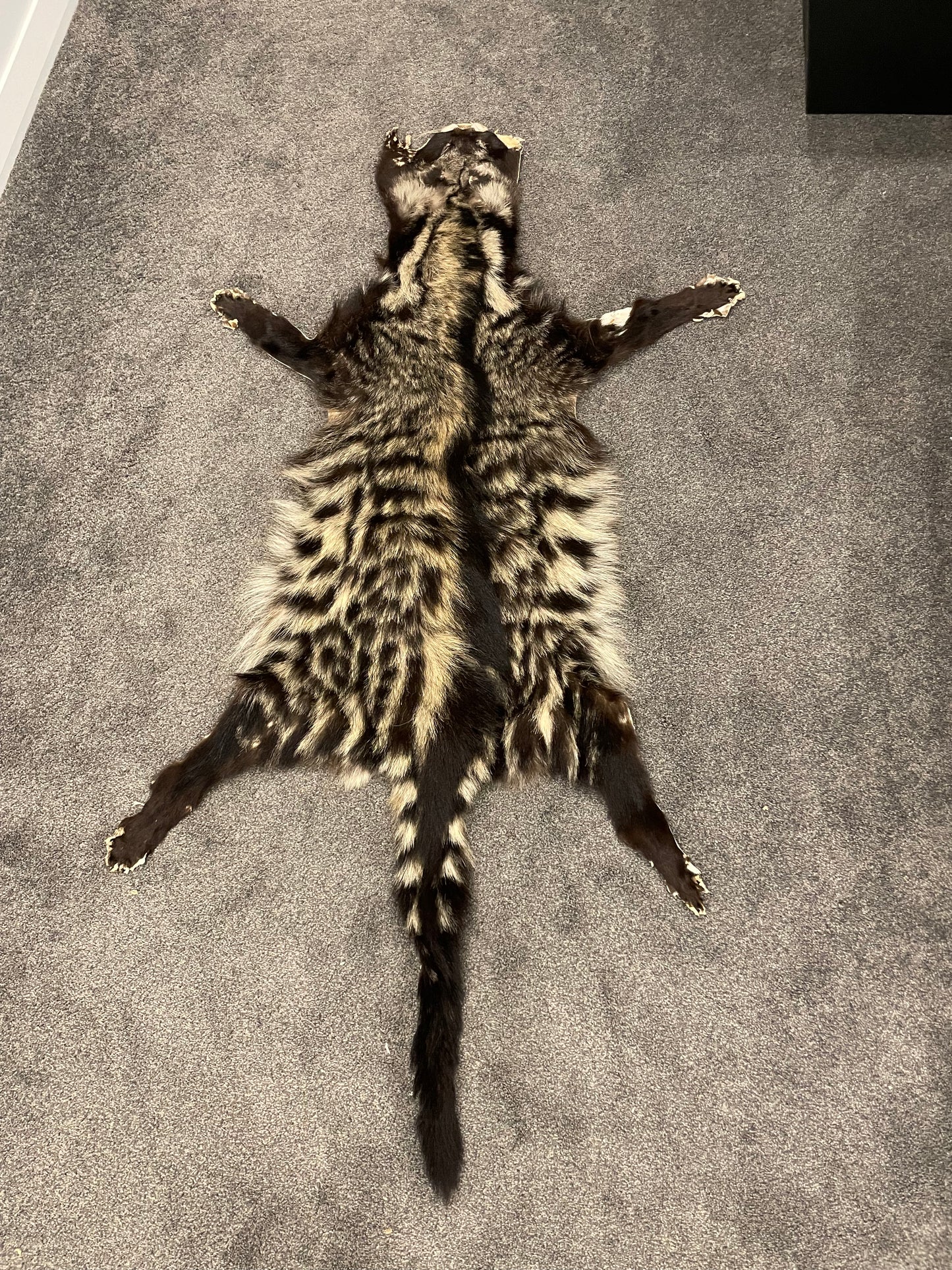 Civet Skin