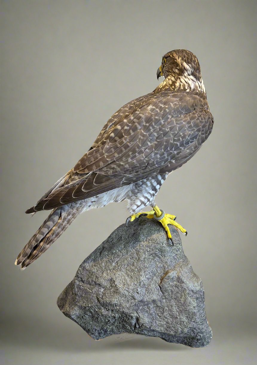 Gyrfalcon