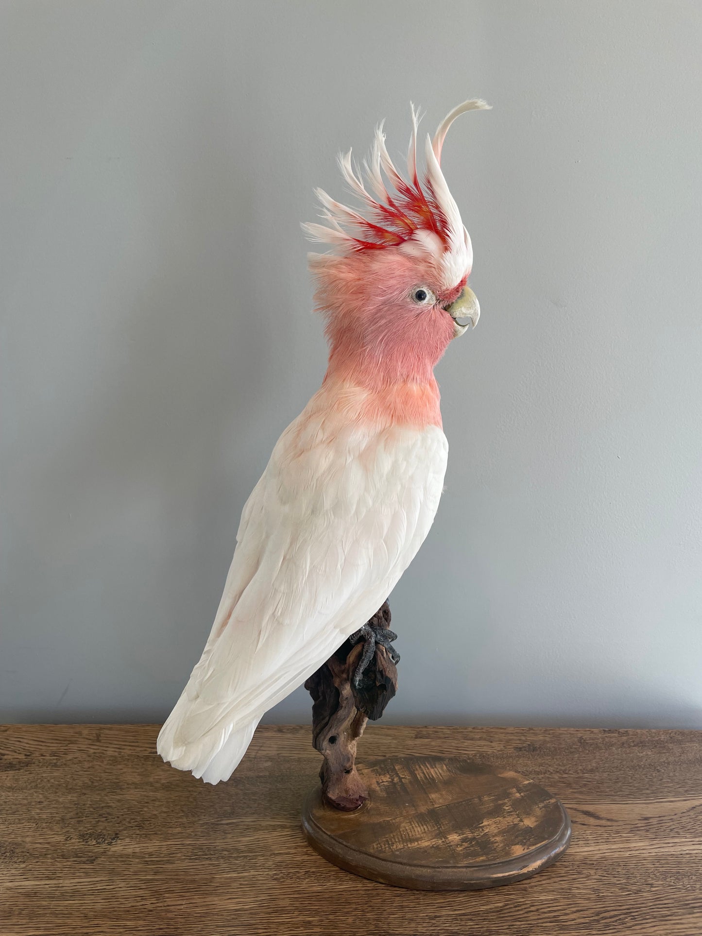 Pink Cockatoo