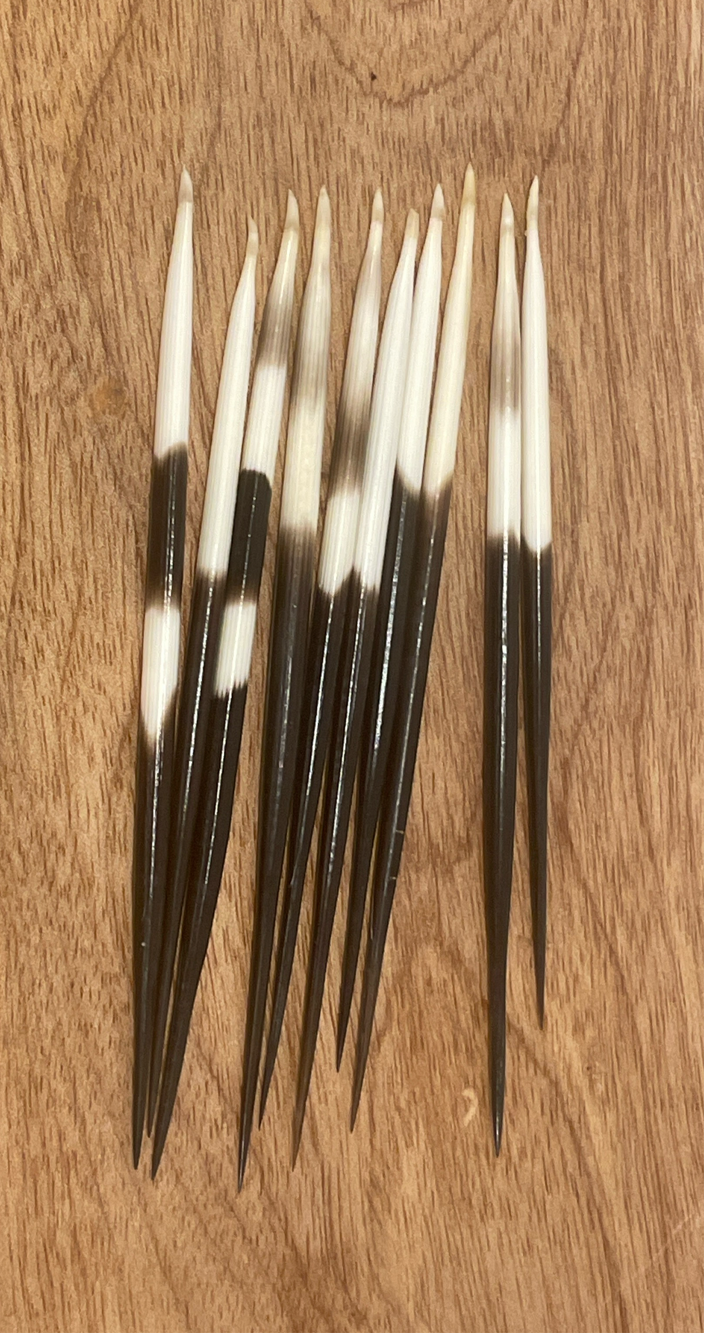 Thick Porcupine Quills - short