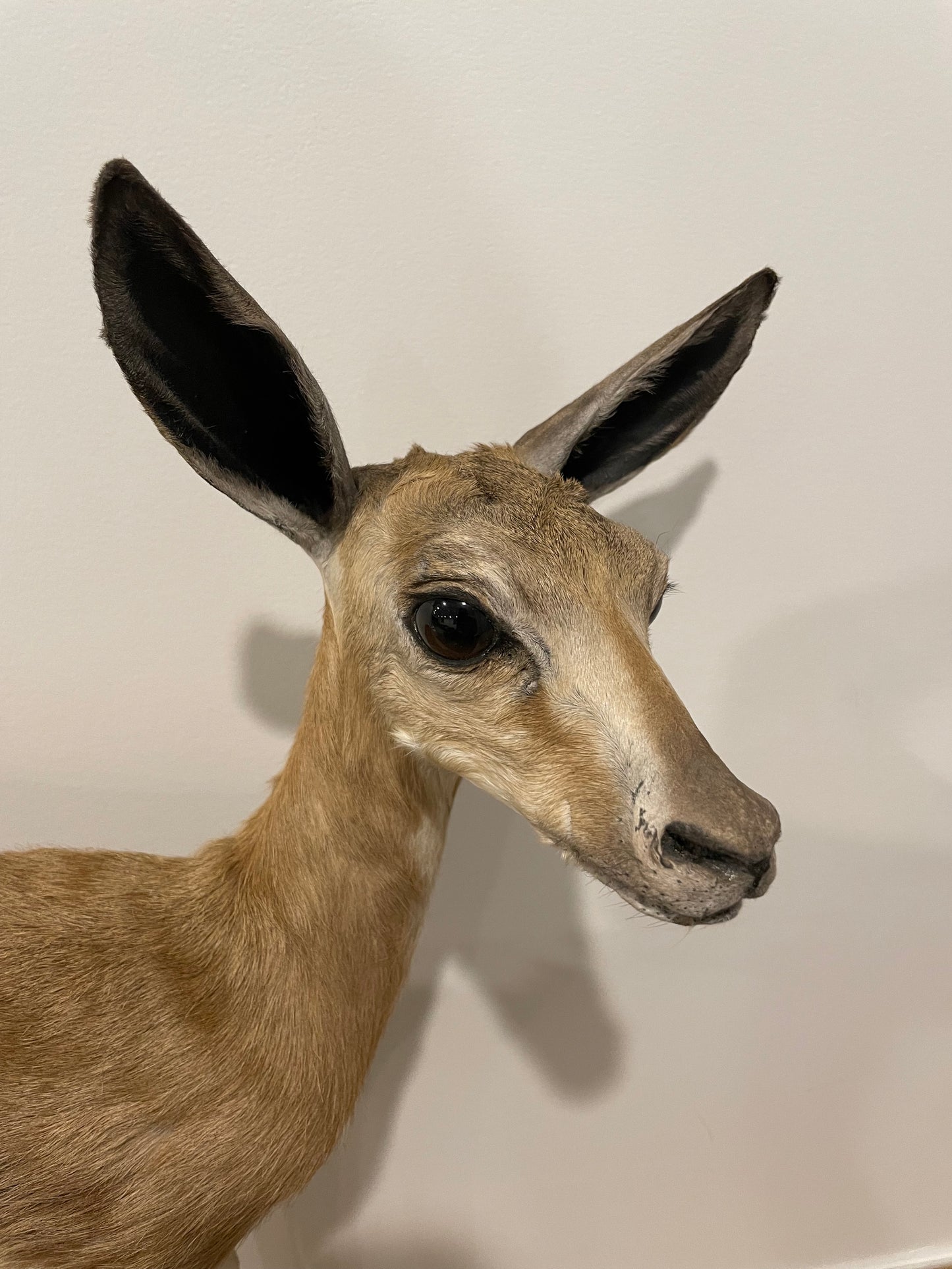 Springbok Lamb