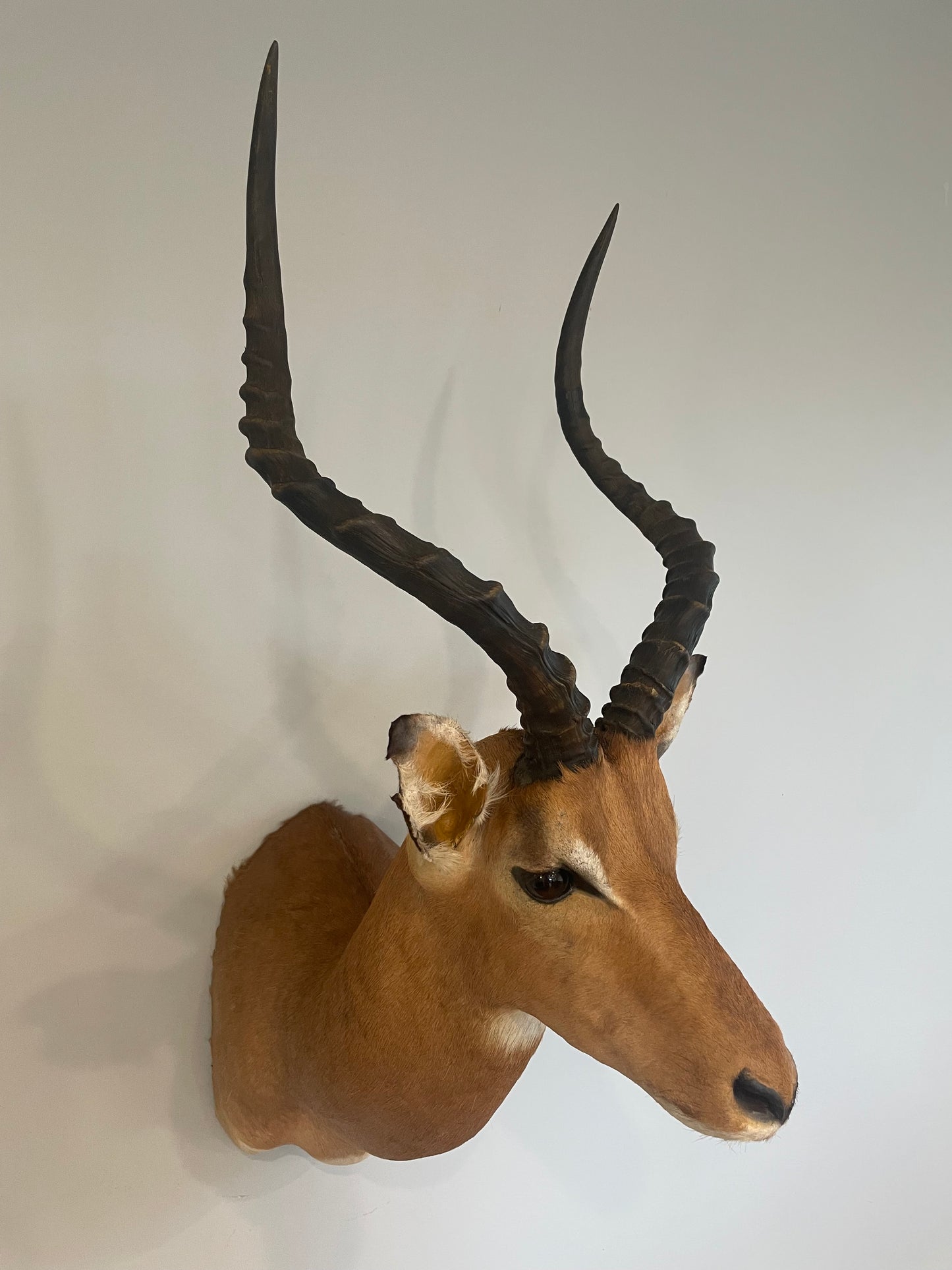 Impala