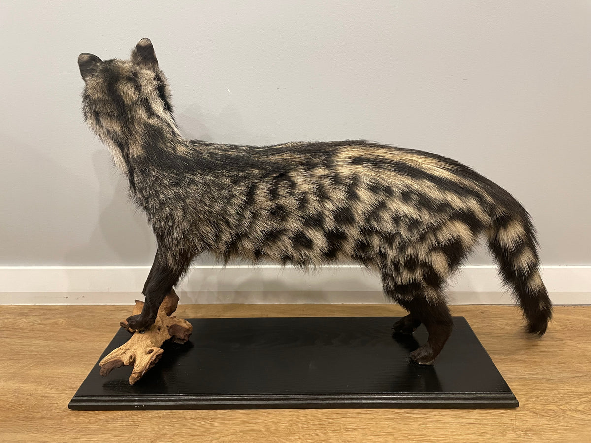African Civet