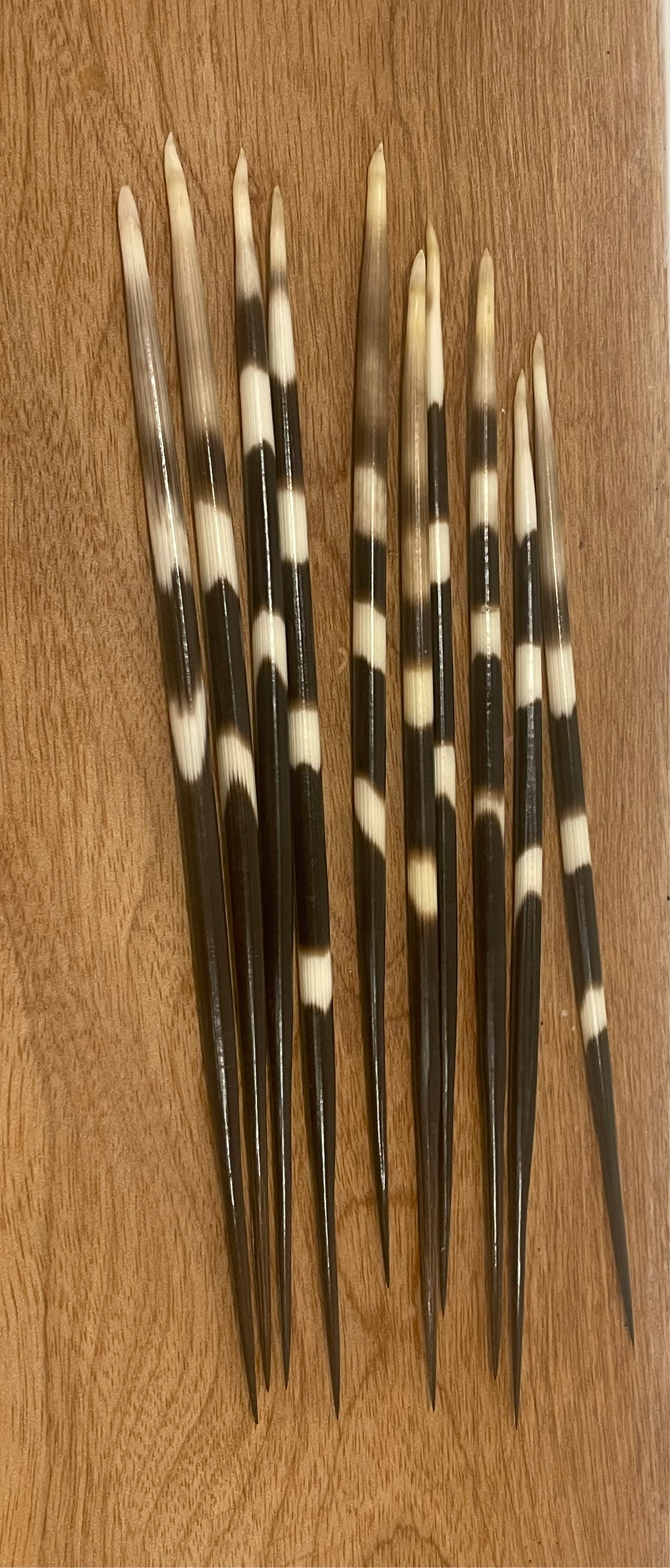 Thick Porcupine Quills - long