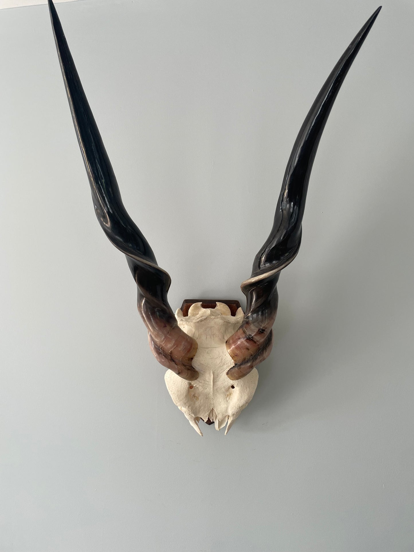 Male Eland Polished Skull Cap with Horns