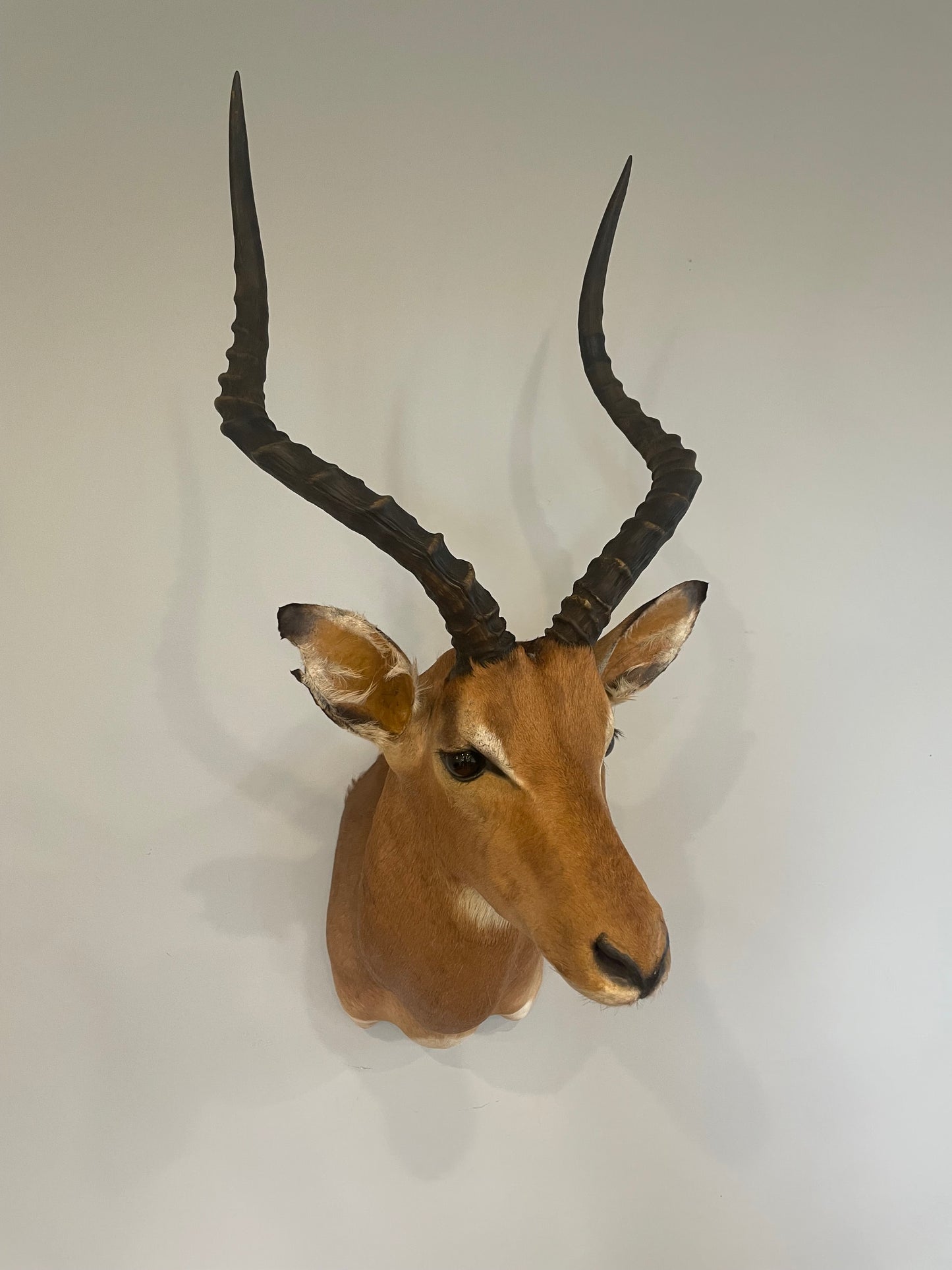 Impala