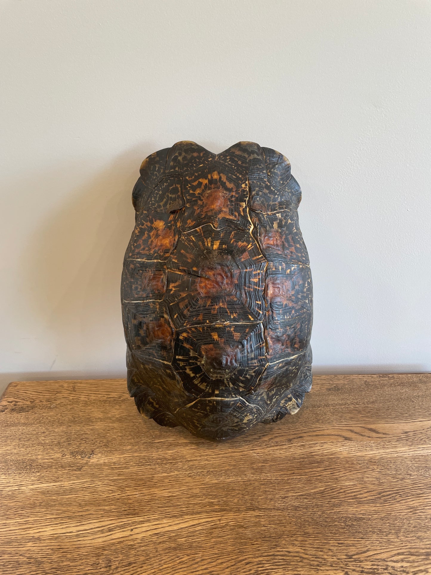 Dark Leopard Tortise Shell A