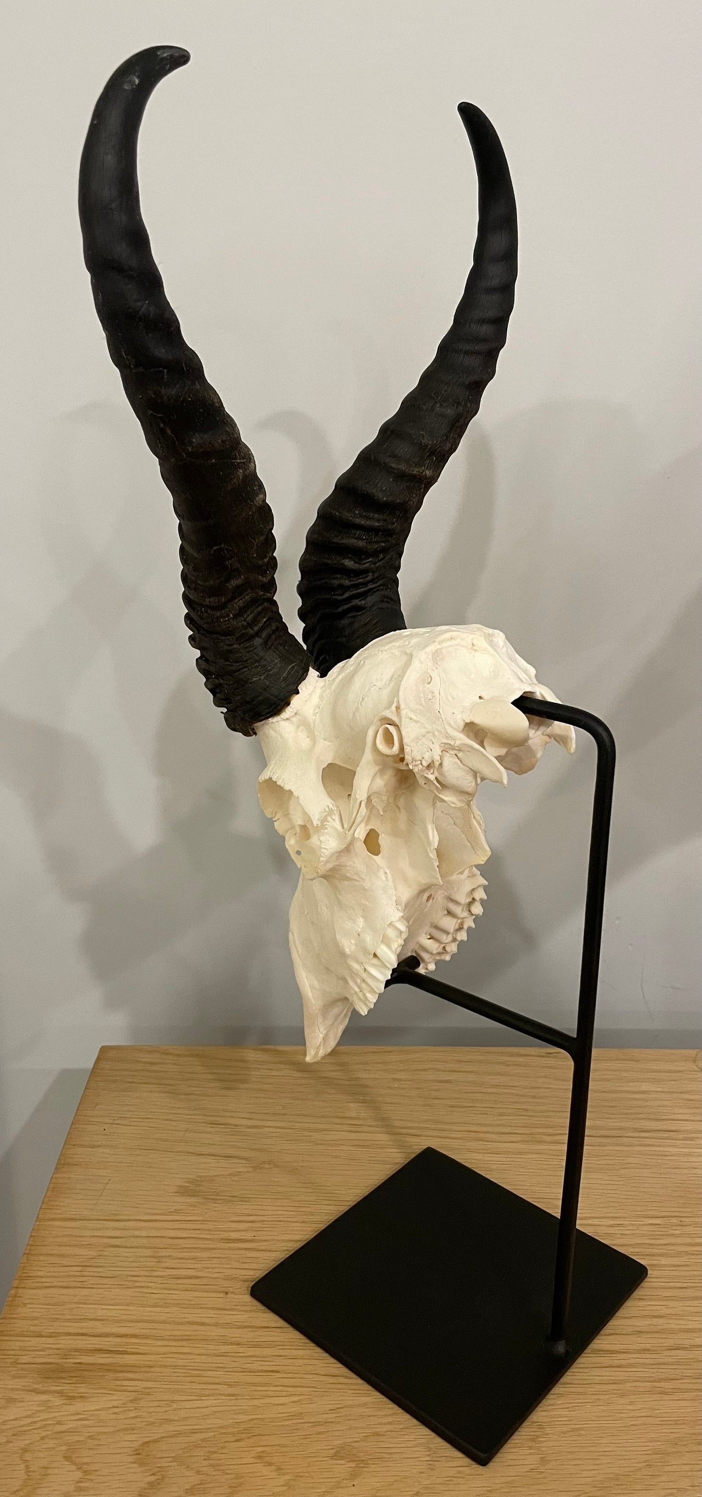 Springbok Skull