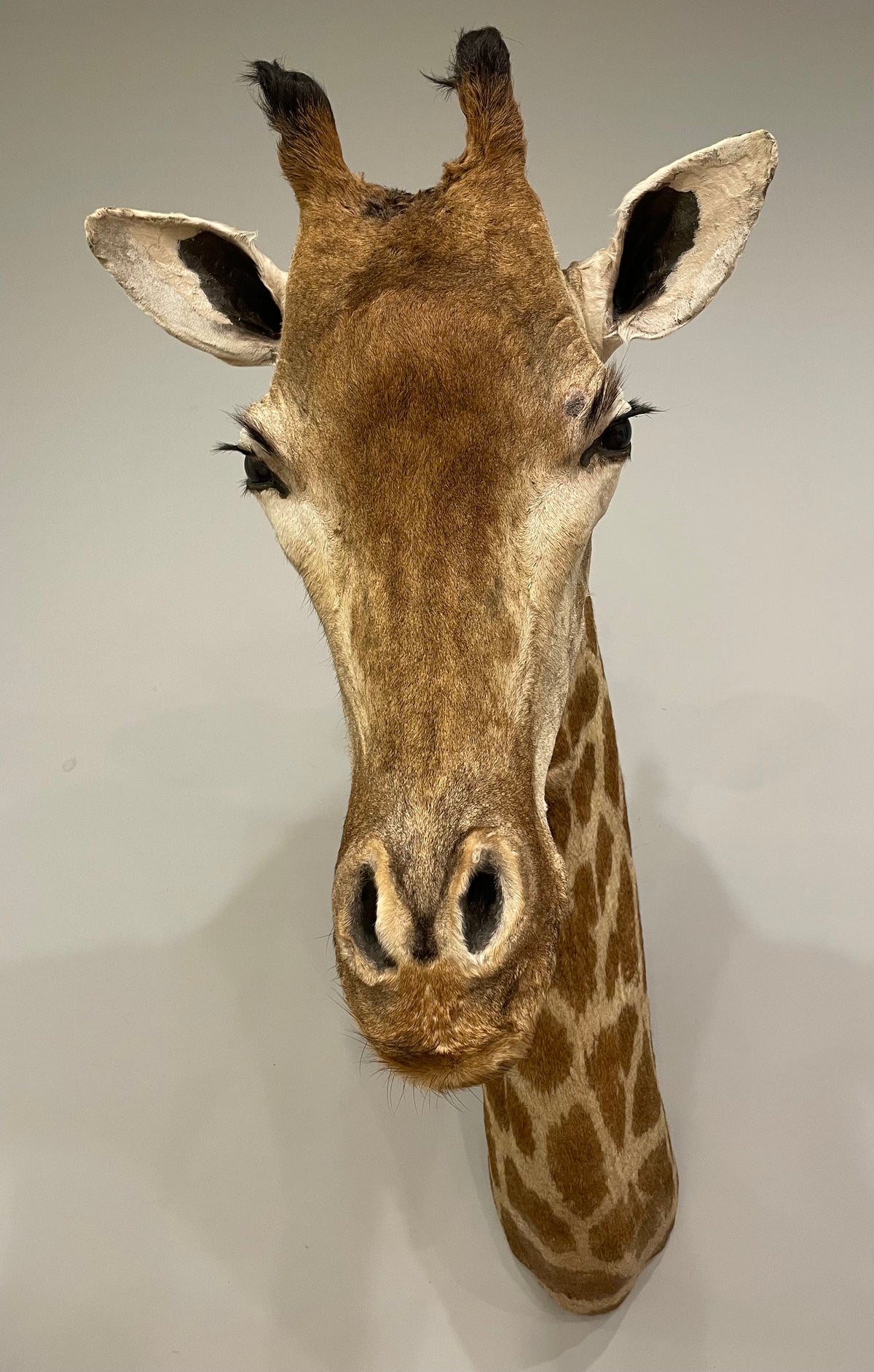 Giraffe Shoulder Mount