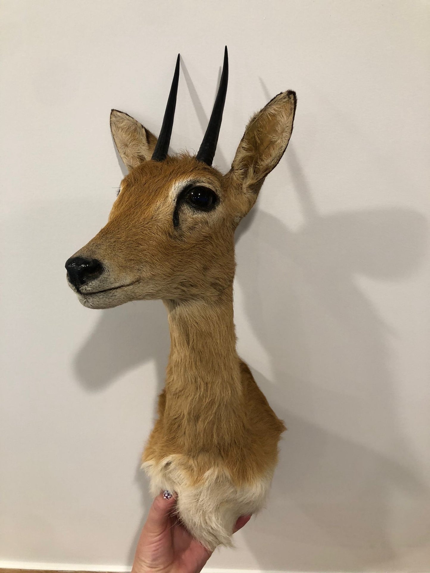 Oribi