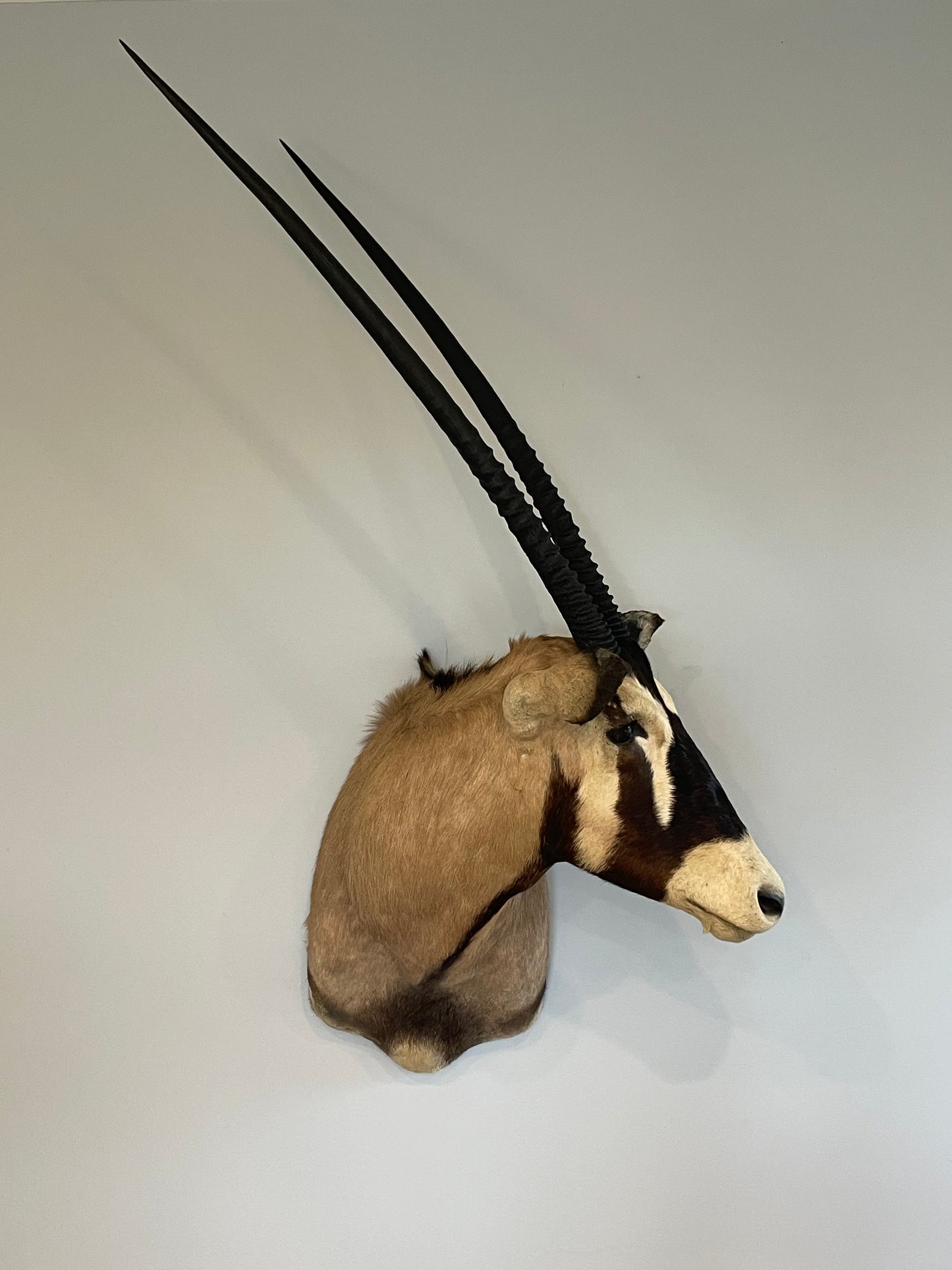 Gemsbok