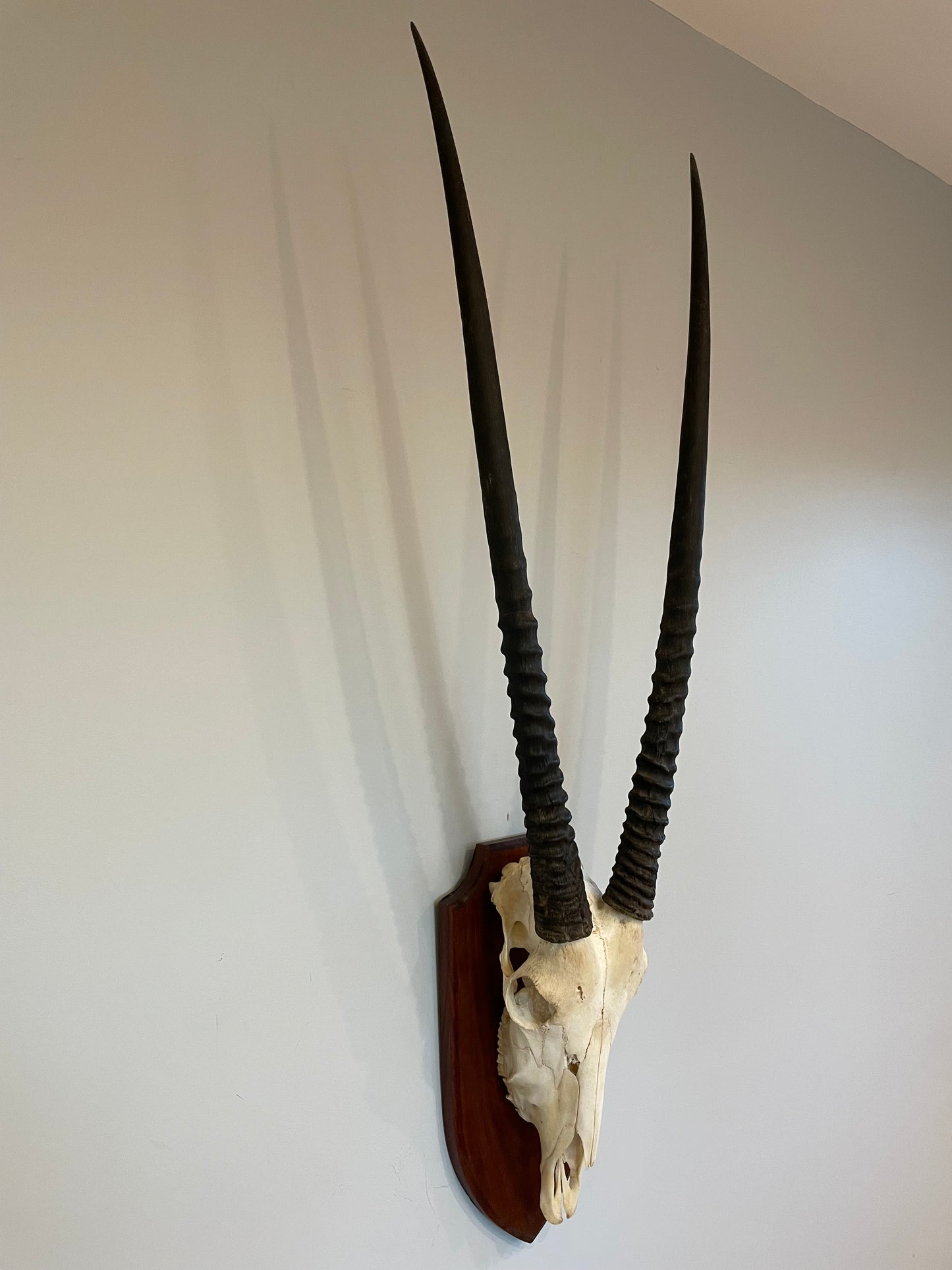 Gemsbok Euro Mount