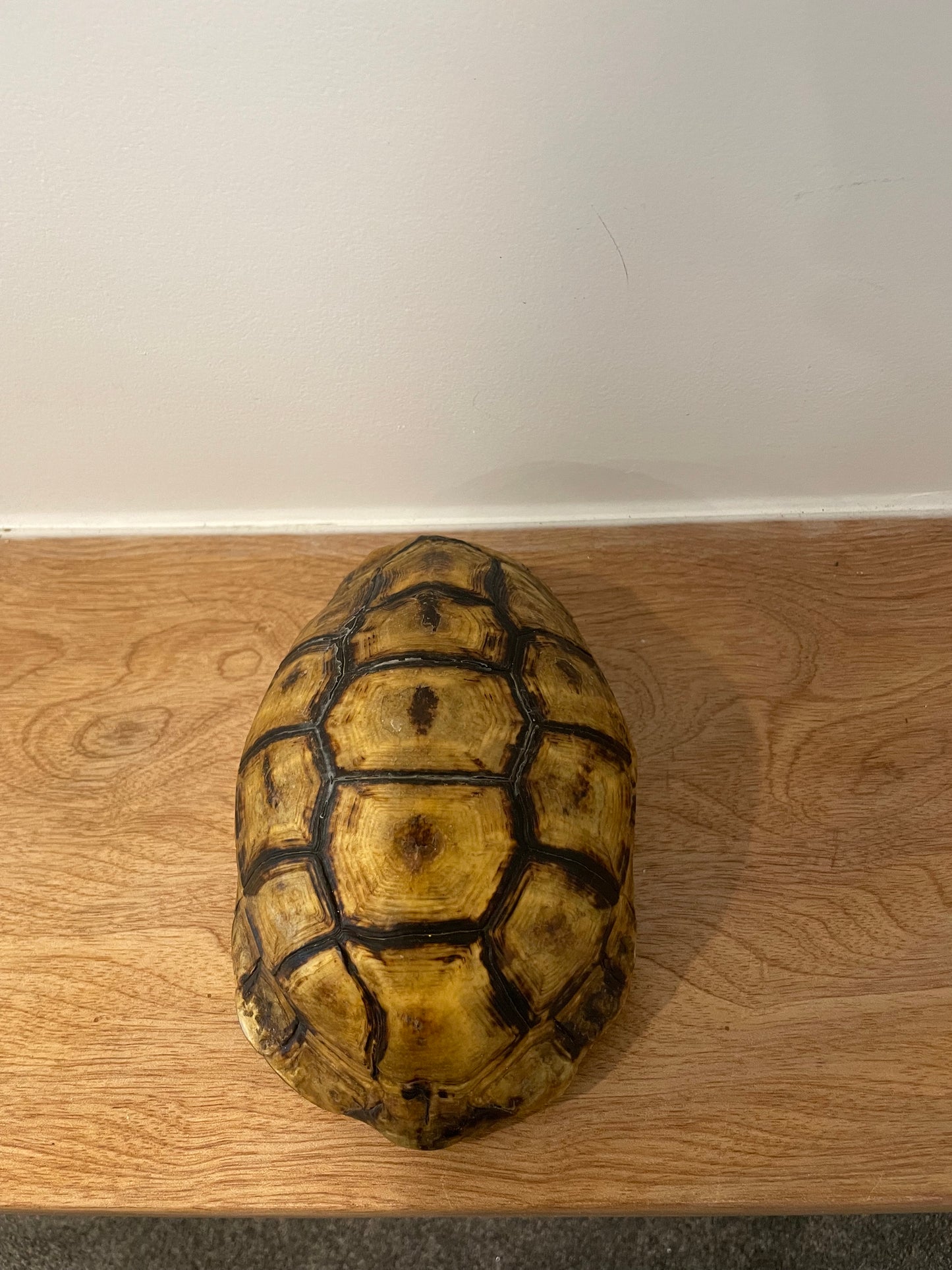 Angulate Tortoise Shell