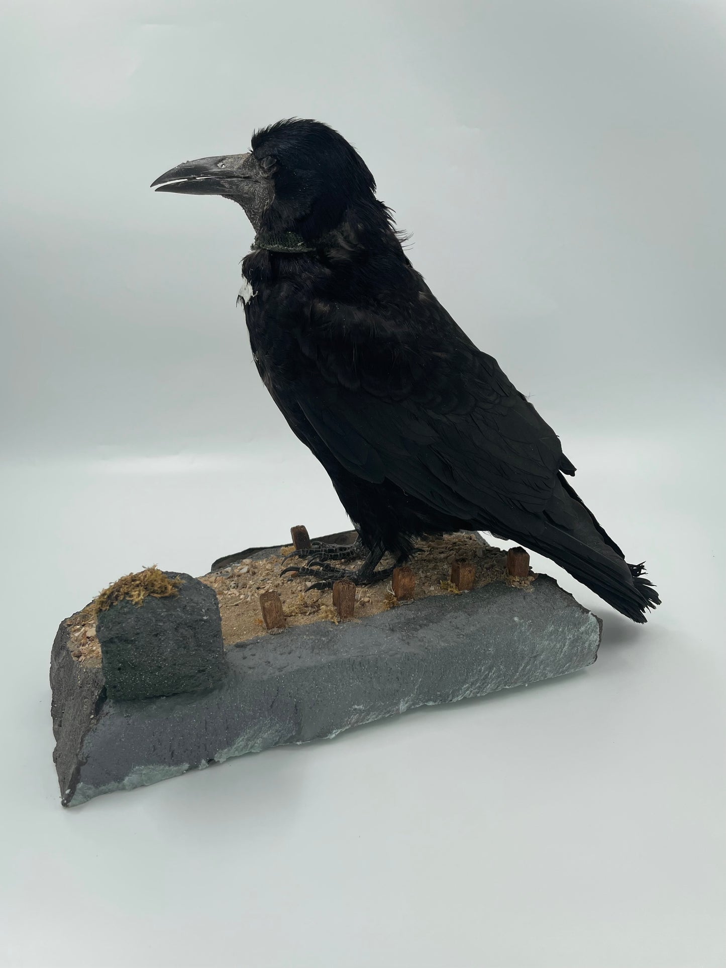 Rook
