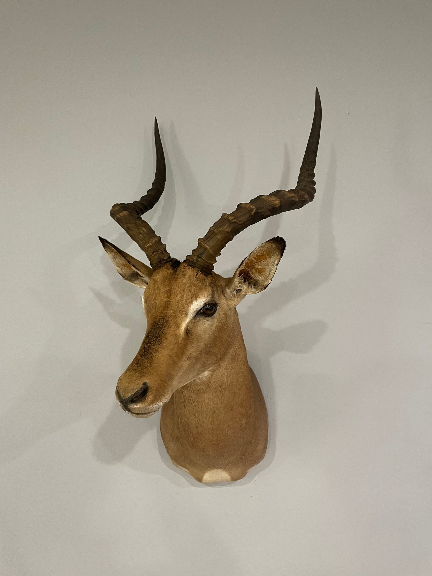 Impala