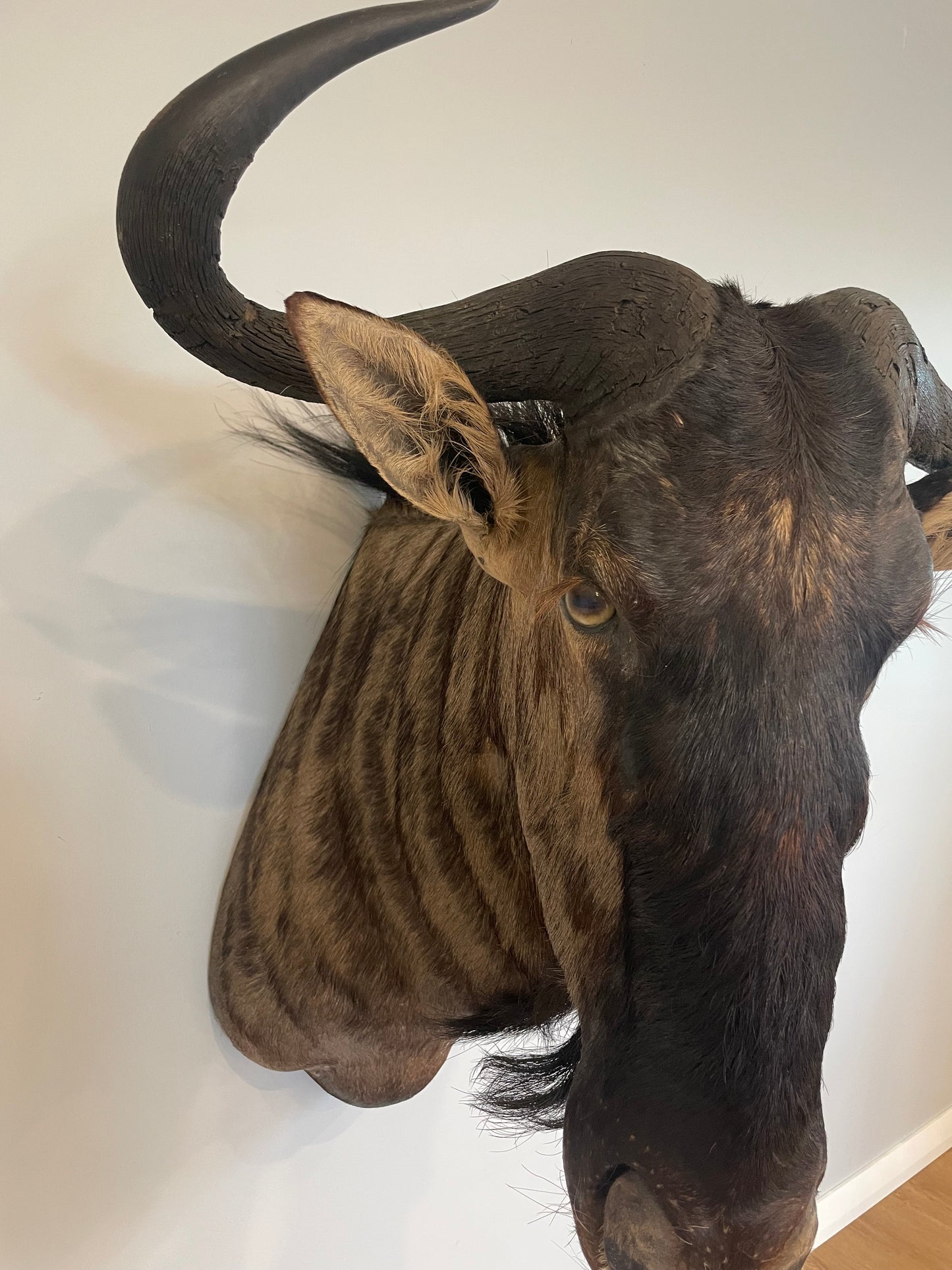 Blue Wildebeest