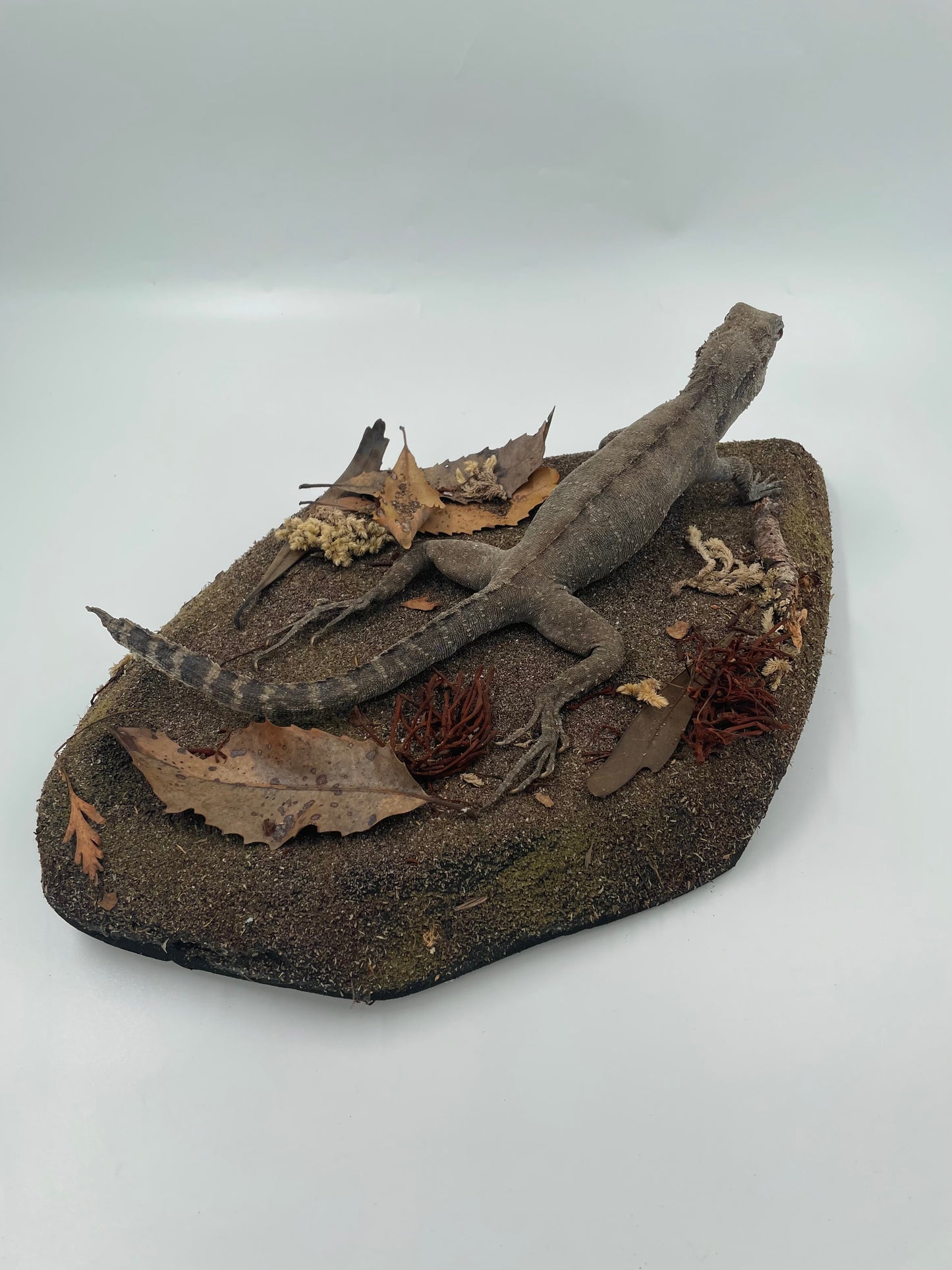 Lizard
