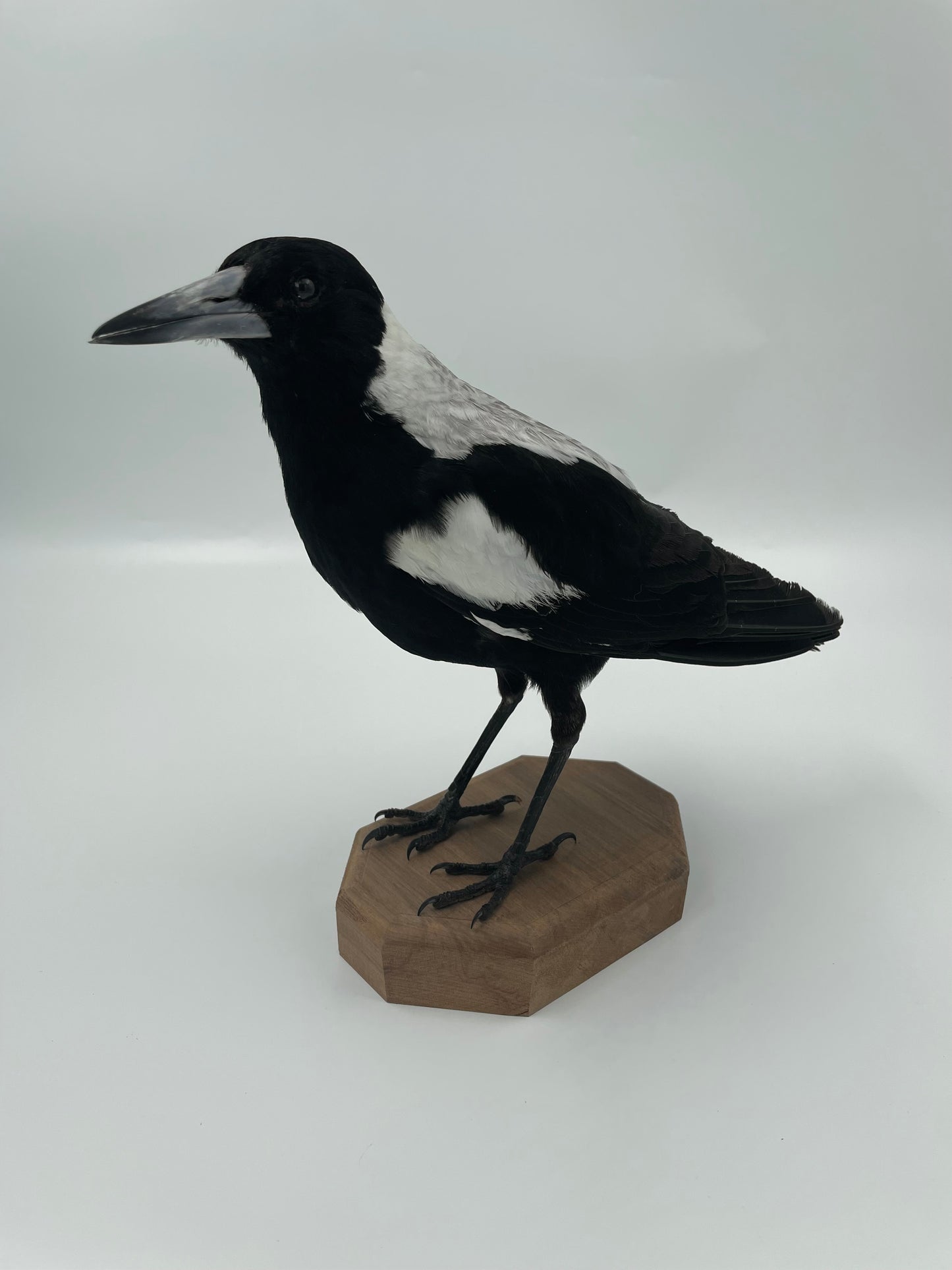 Magpie