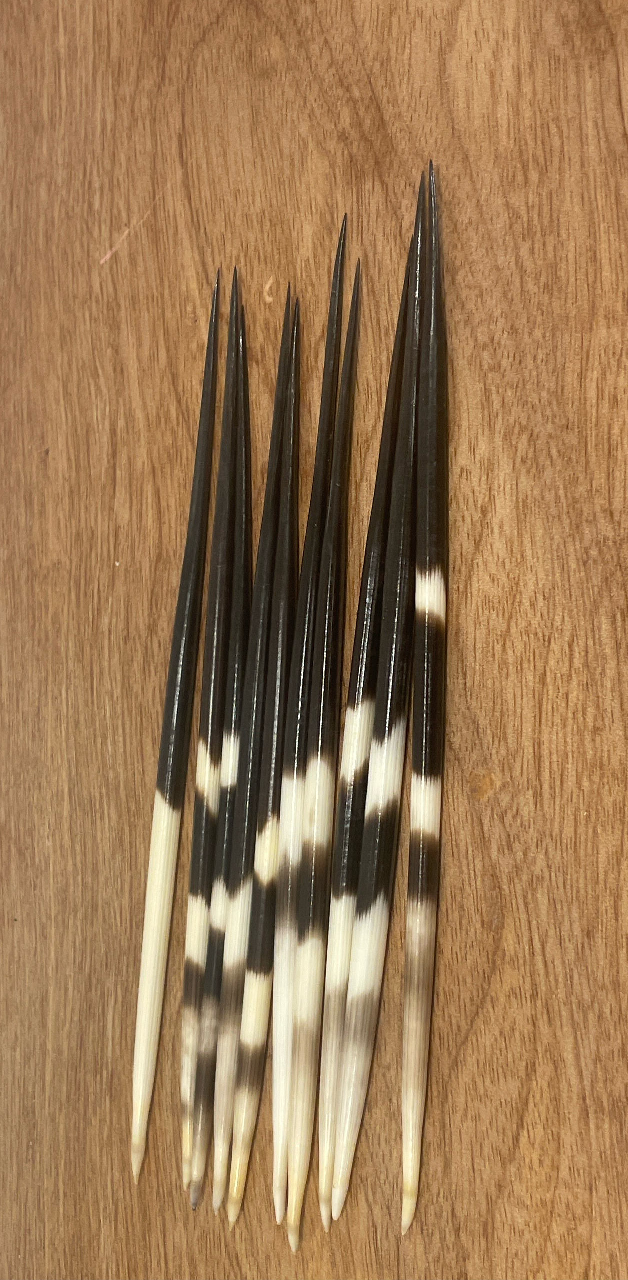 Thick Porcupine Quills