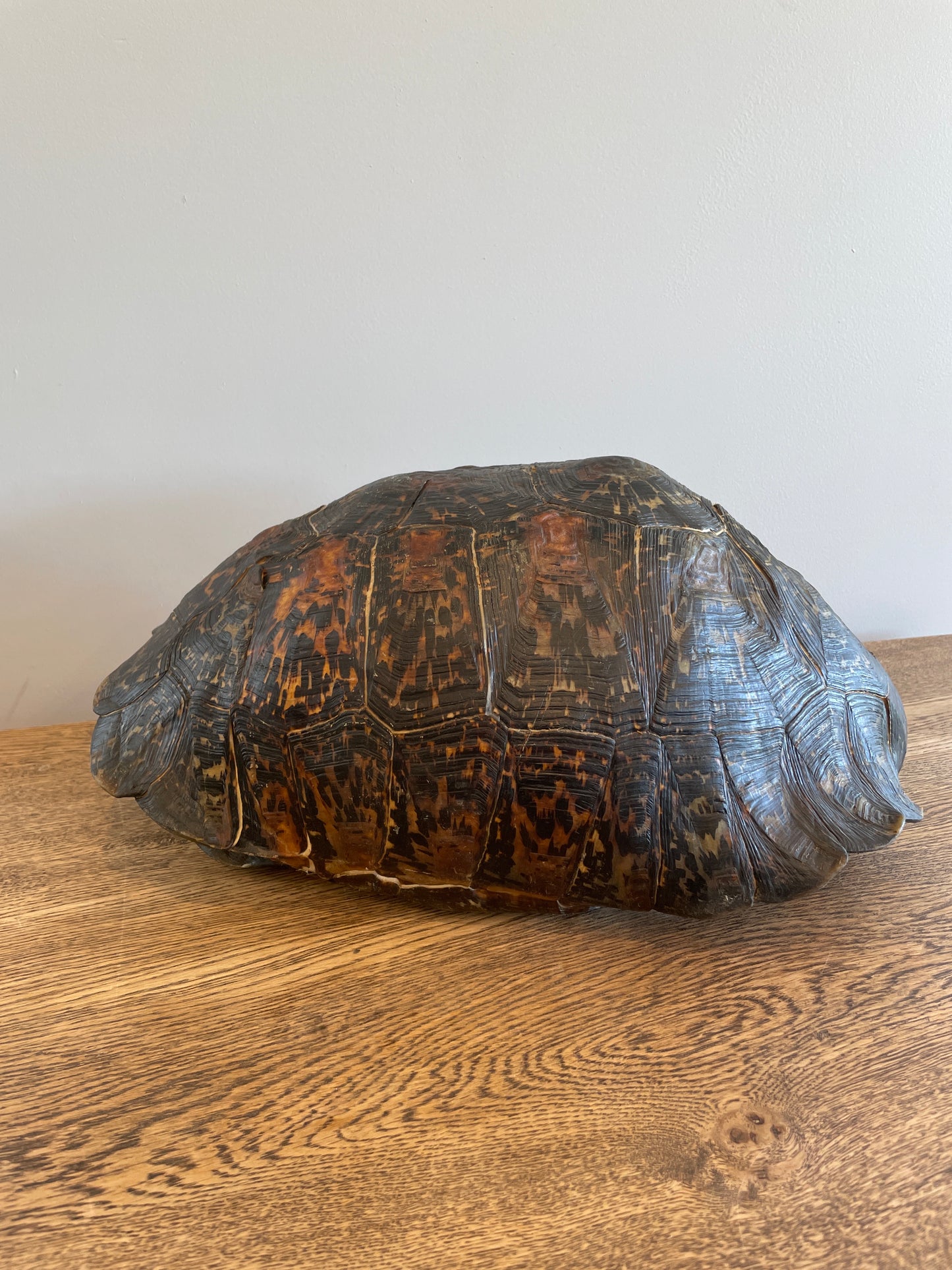 Dark Leopard Tortise Shell A