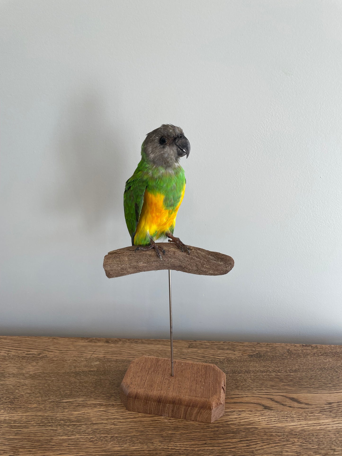 Senegal Parrot