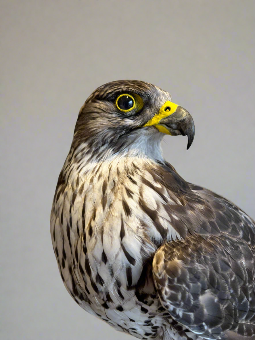 Gyrfalcon