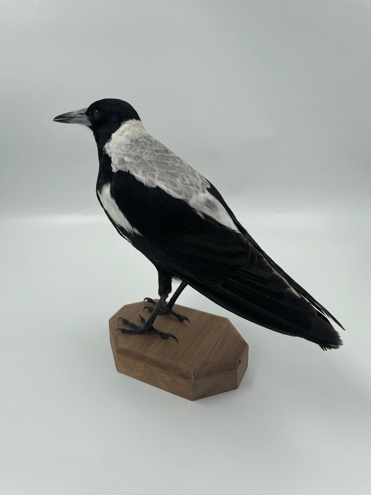 Magpie