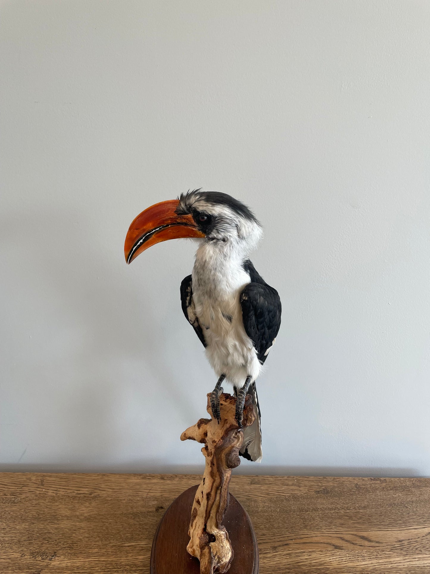 Von Decken’s Hornbill
